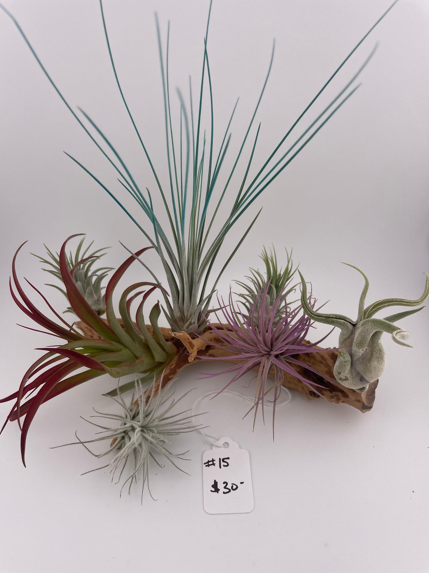 Tillandsia Air Plant Display #15