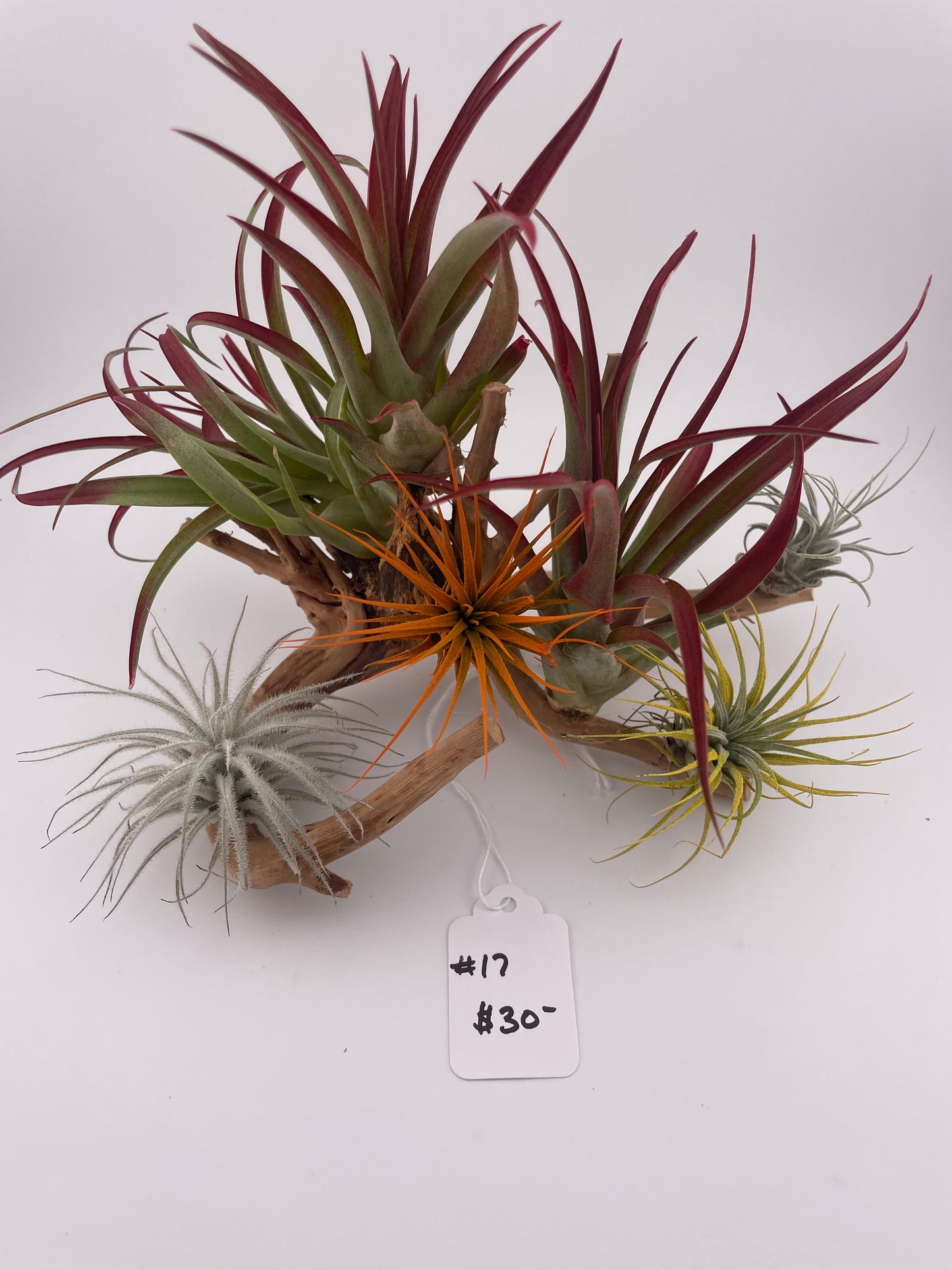 Tillandsia Air Plant Display #17
