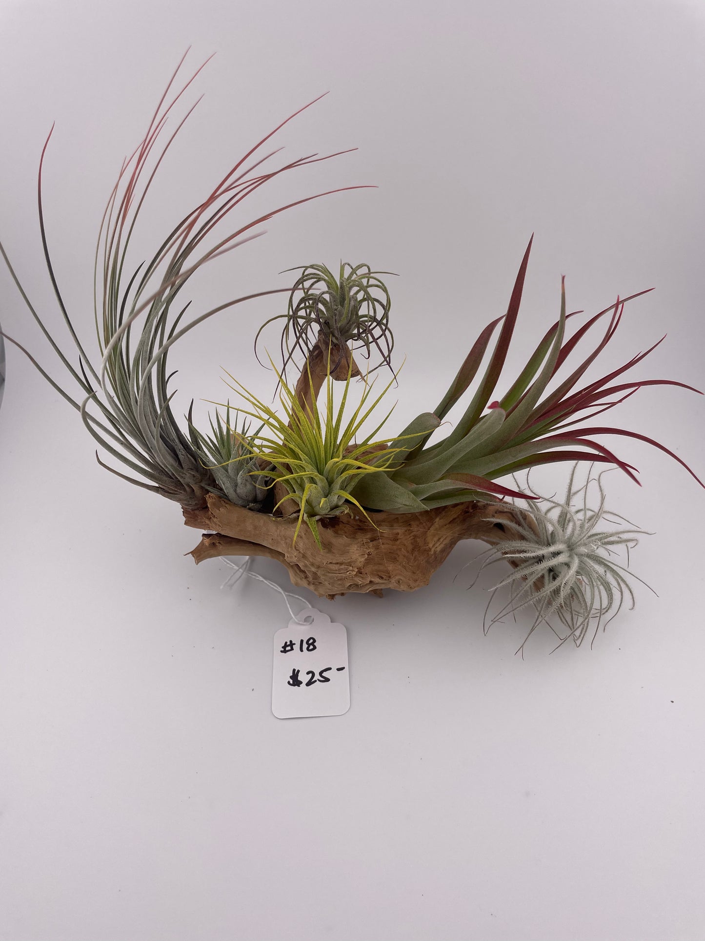 Tillandsia Air Plant Display #18