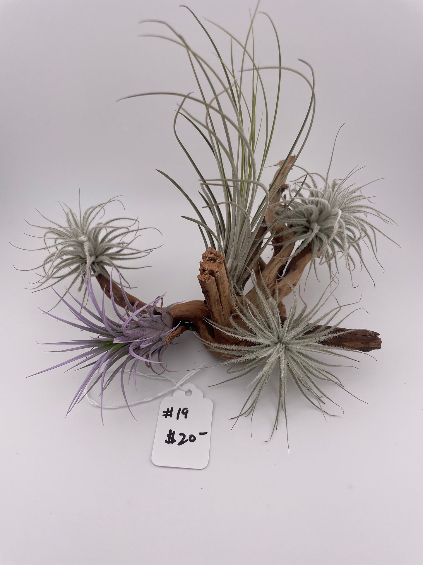 Tillandsia Air Plant Display #19