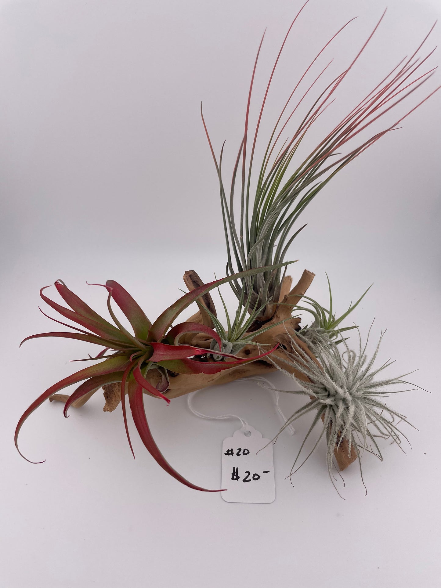 Tillandsia Air Plant Display #20