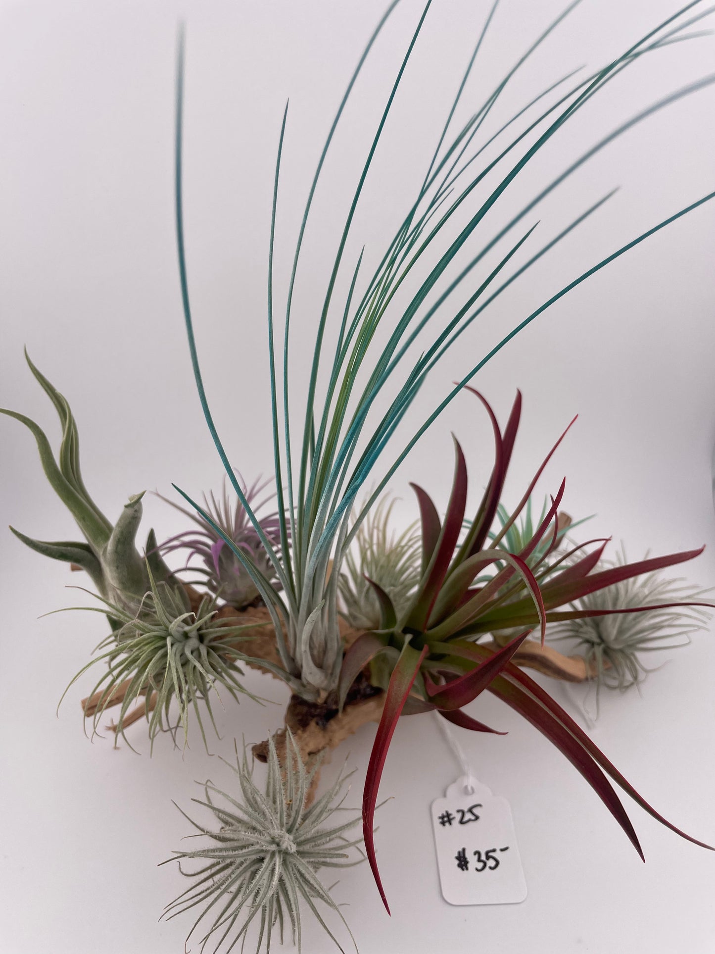 Tillandsia Air Plant Display #25