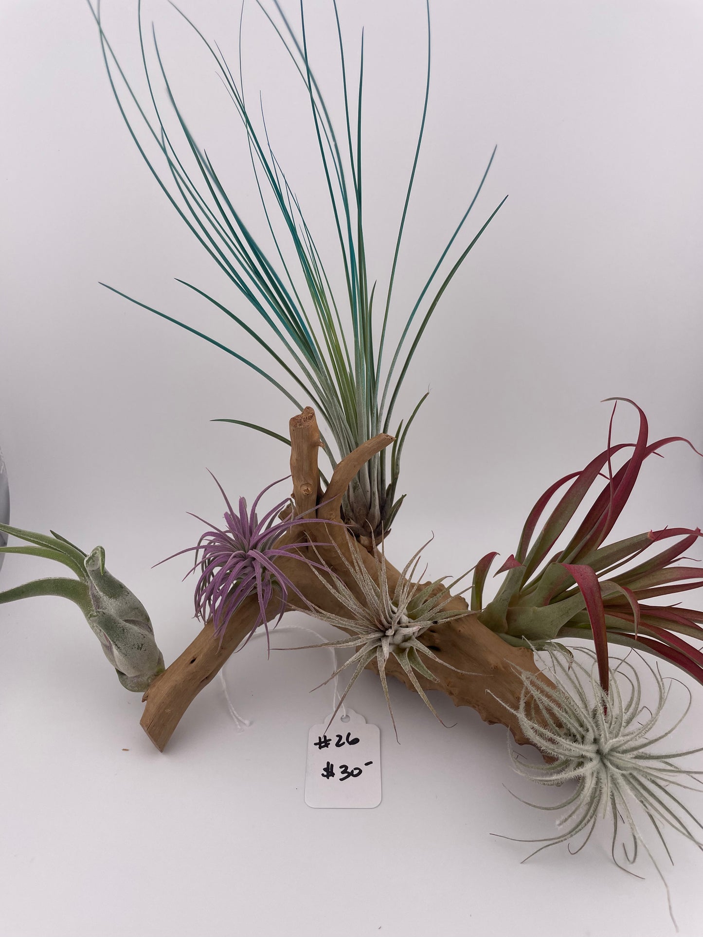 Tillandsia Air Plant Display #26