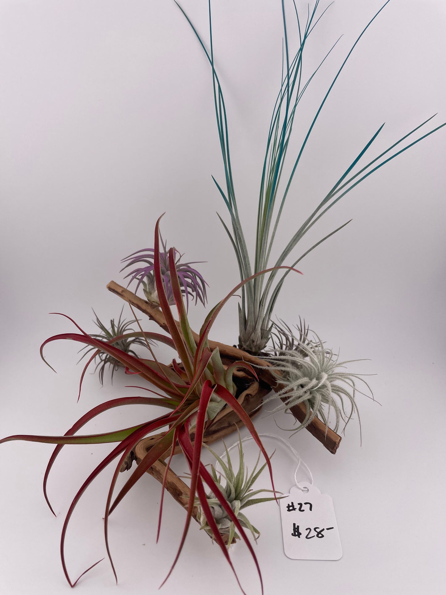 Tillandsia Air Plant Display #27