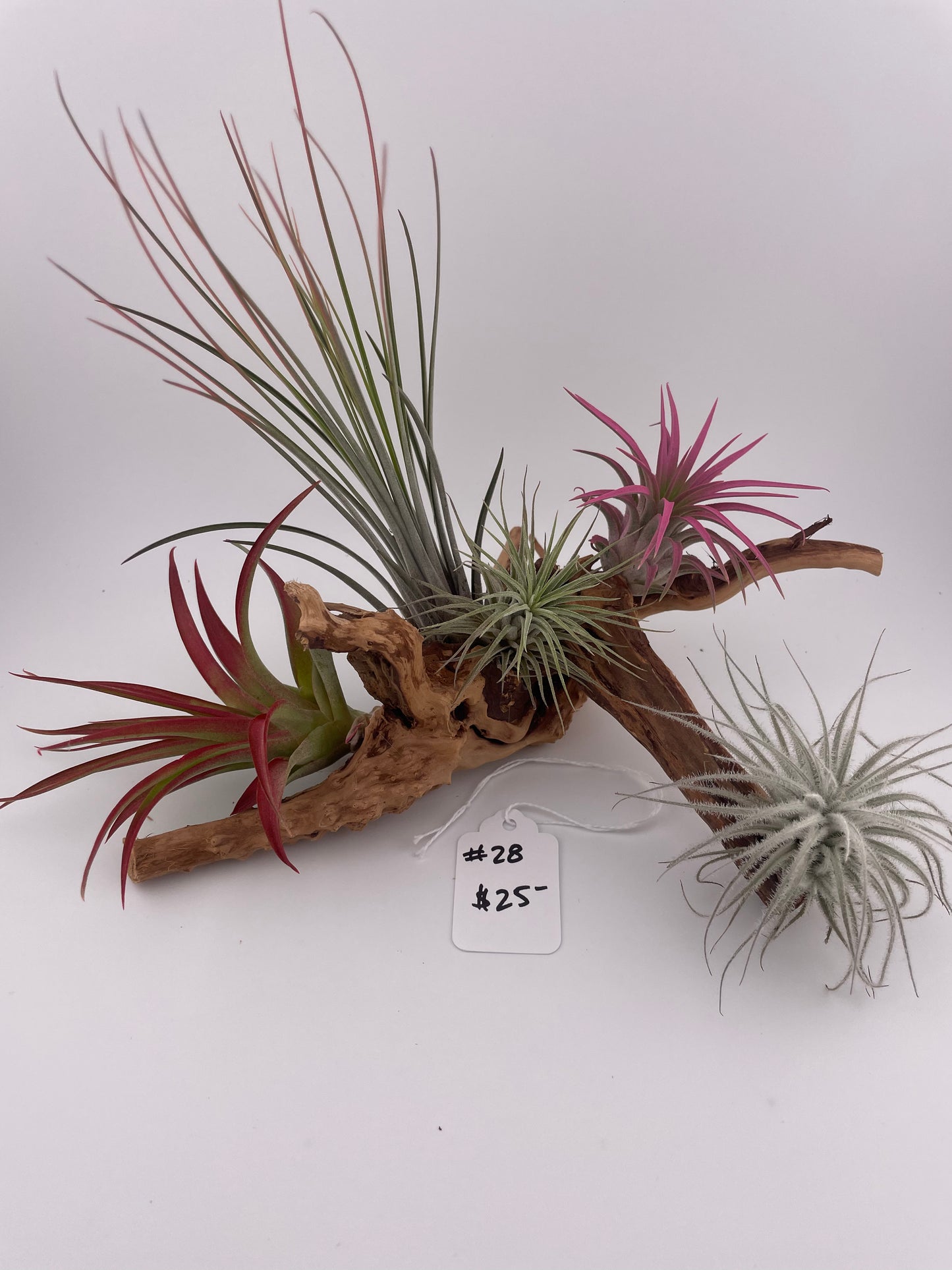 Tillandsia Air Plant Display #28