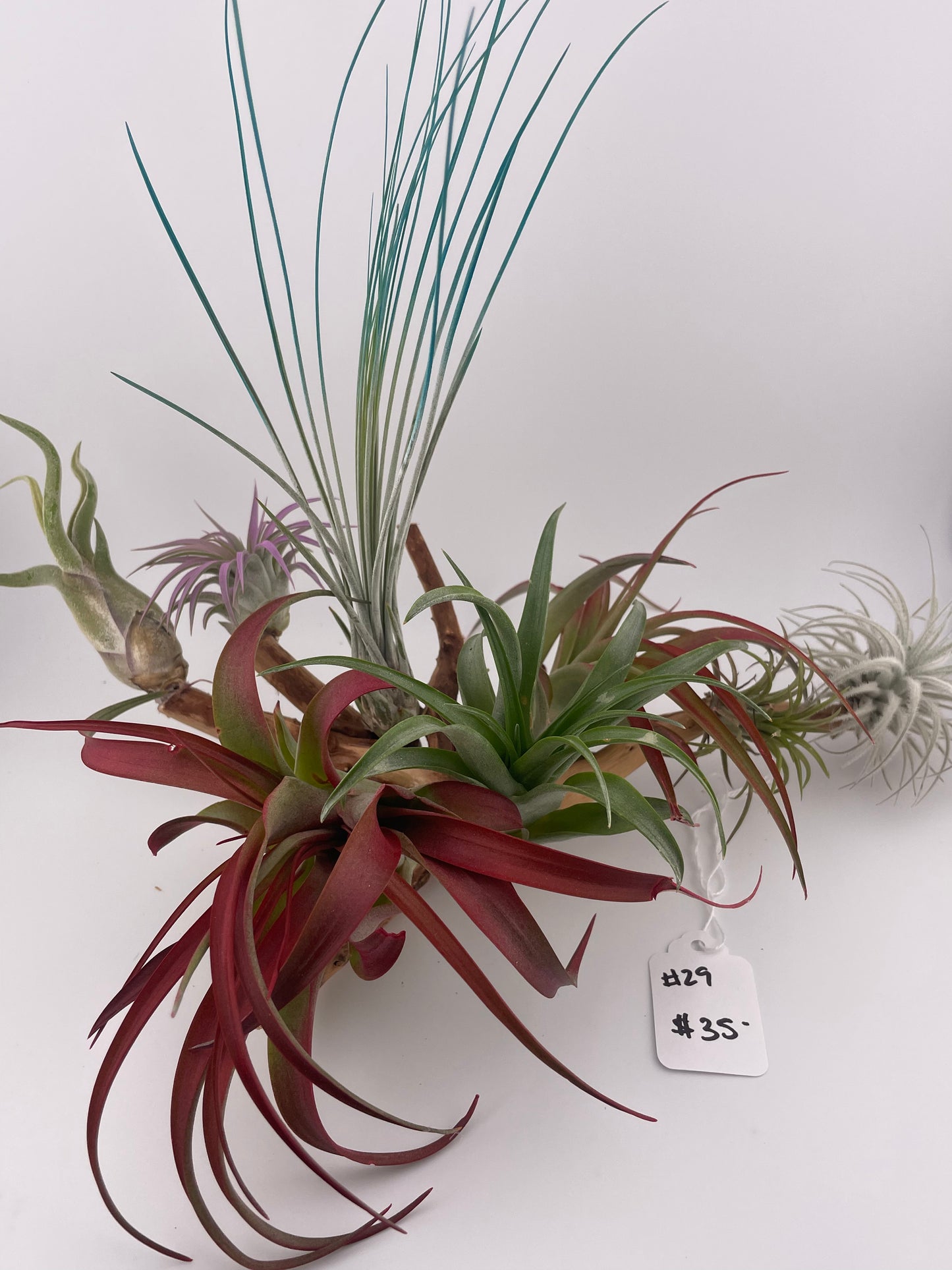 Tillandsia Air Plant Display #29