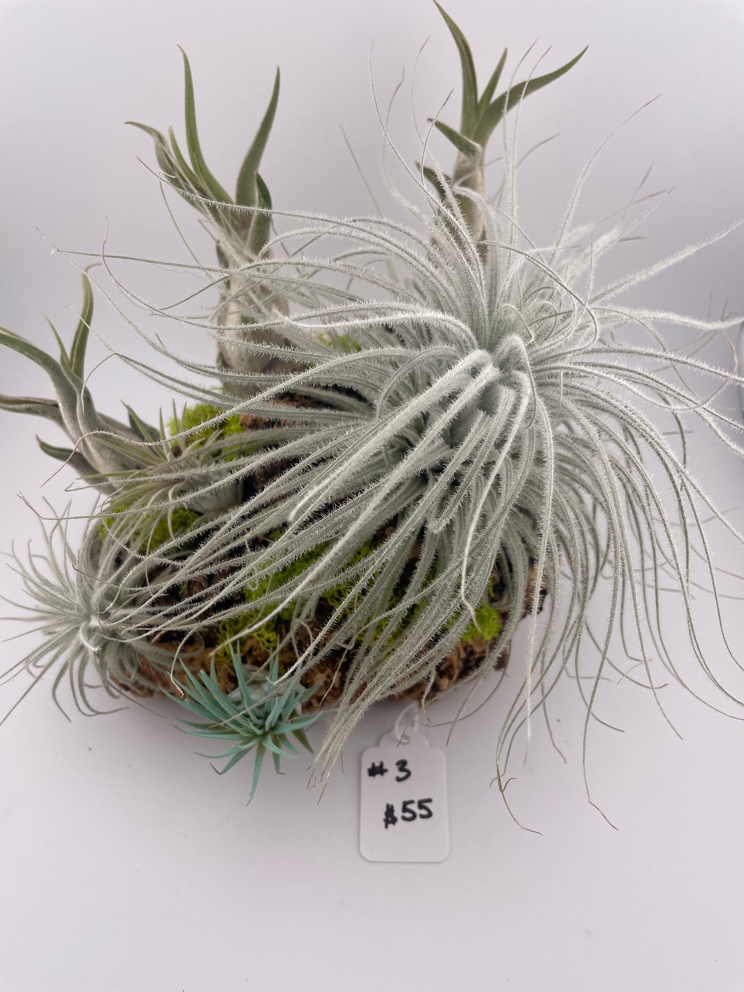 Tillandsia Air Plant Display #3
