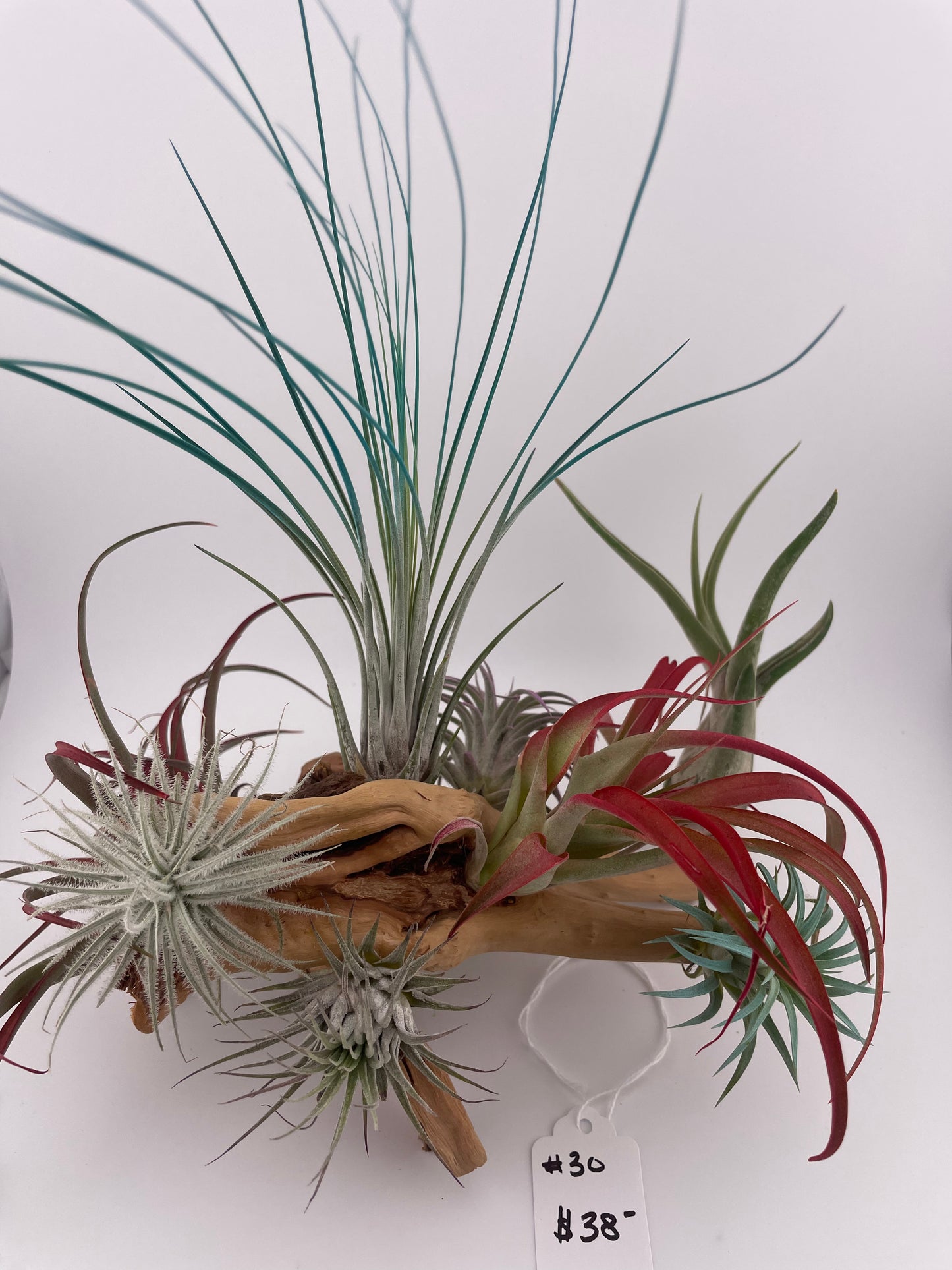 Tillandsia Air Plant Display #30