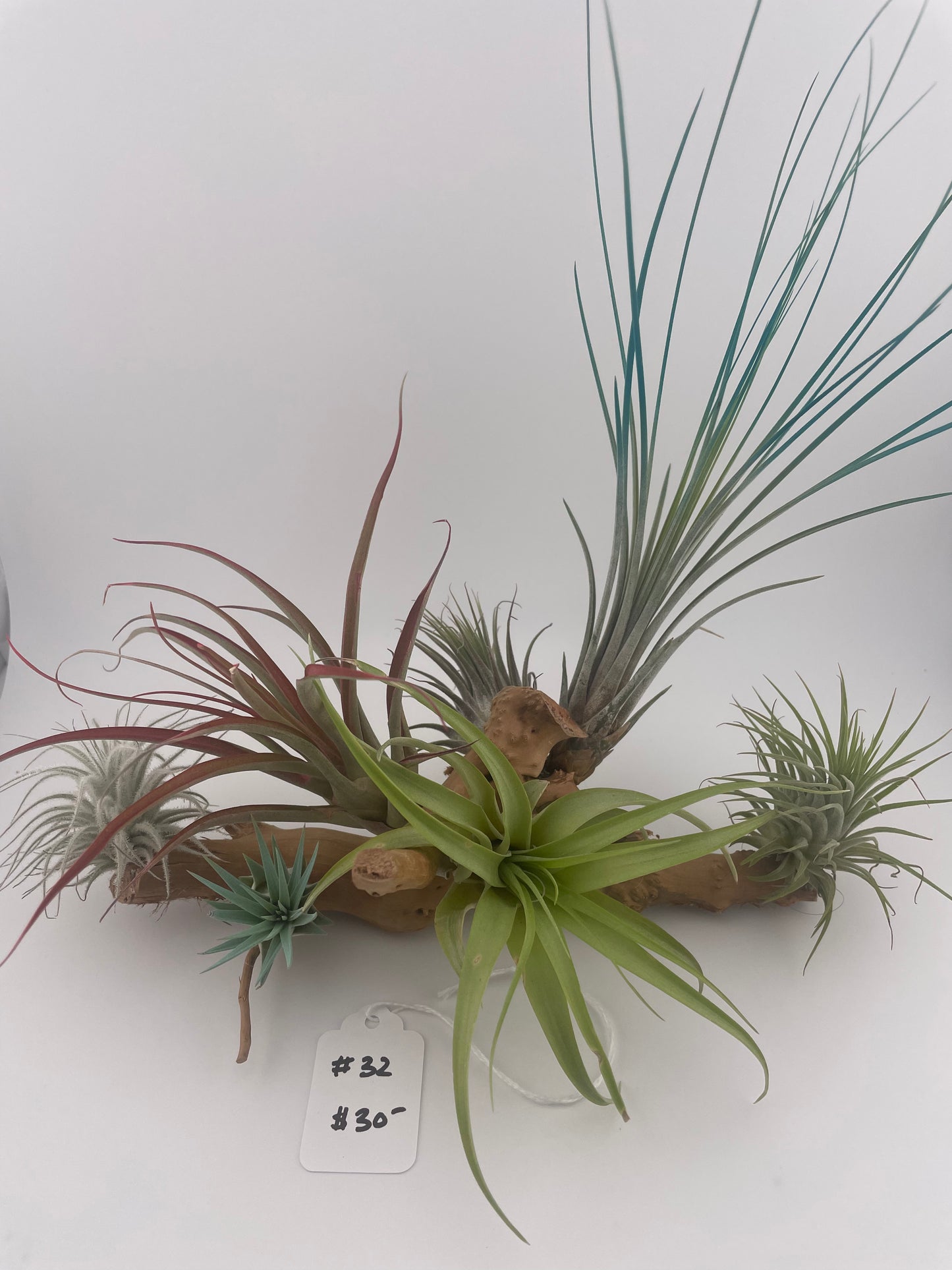 Tillandsia Air Plant Display #32