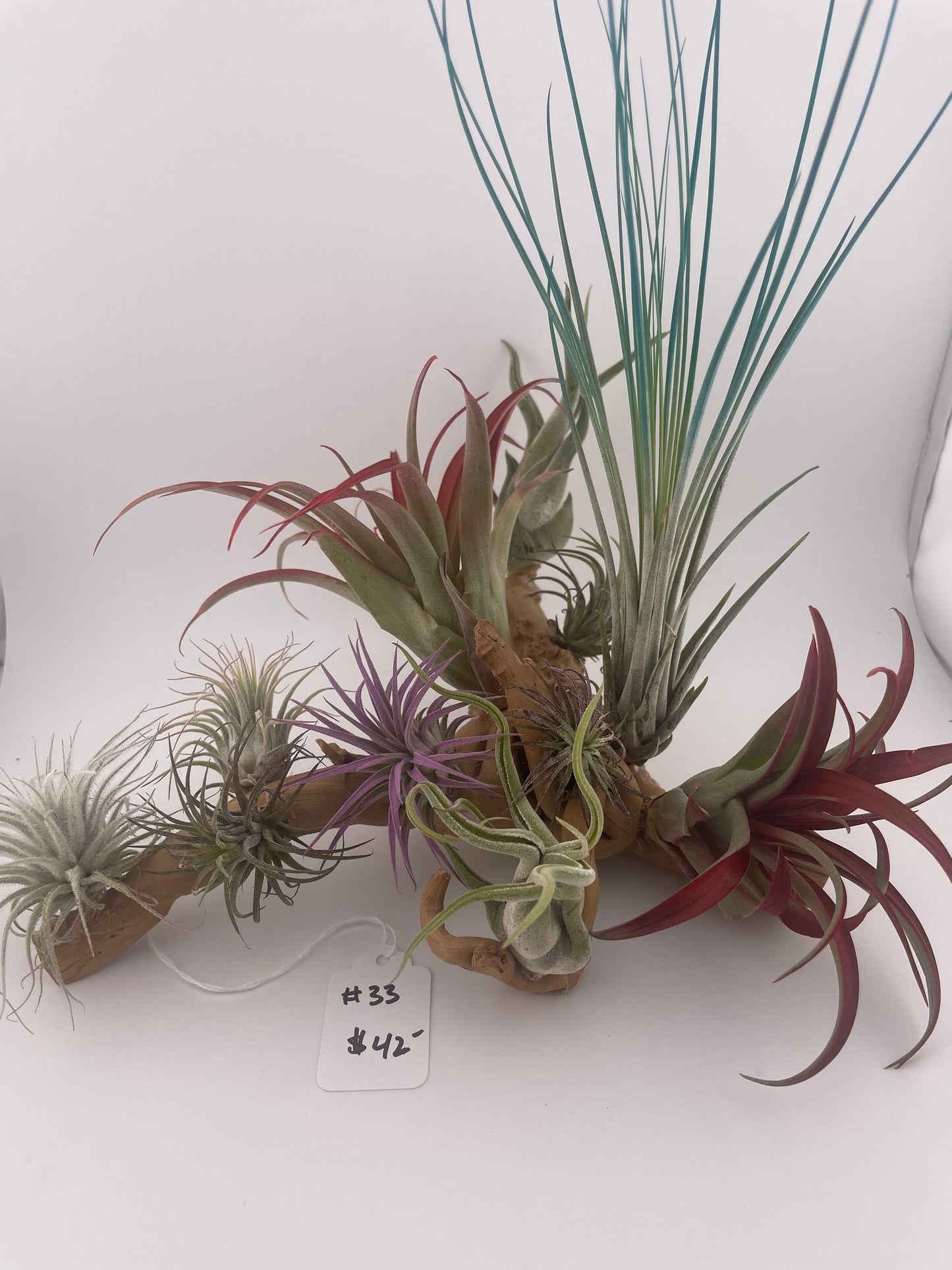 Tillandsia Air Plant Display #33