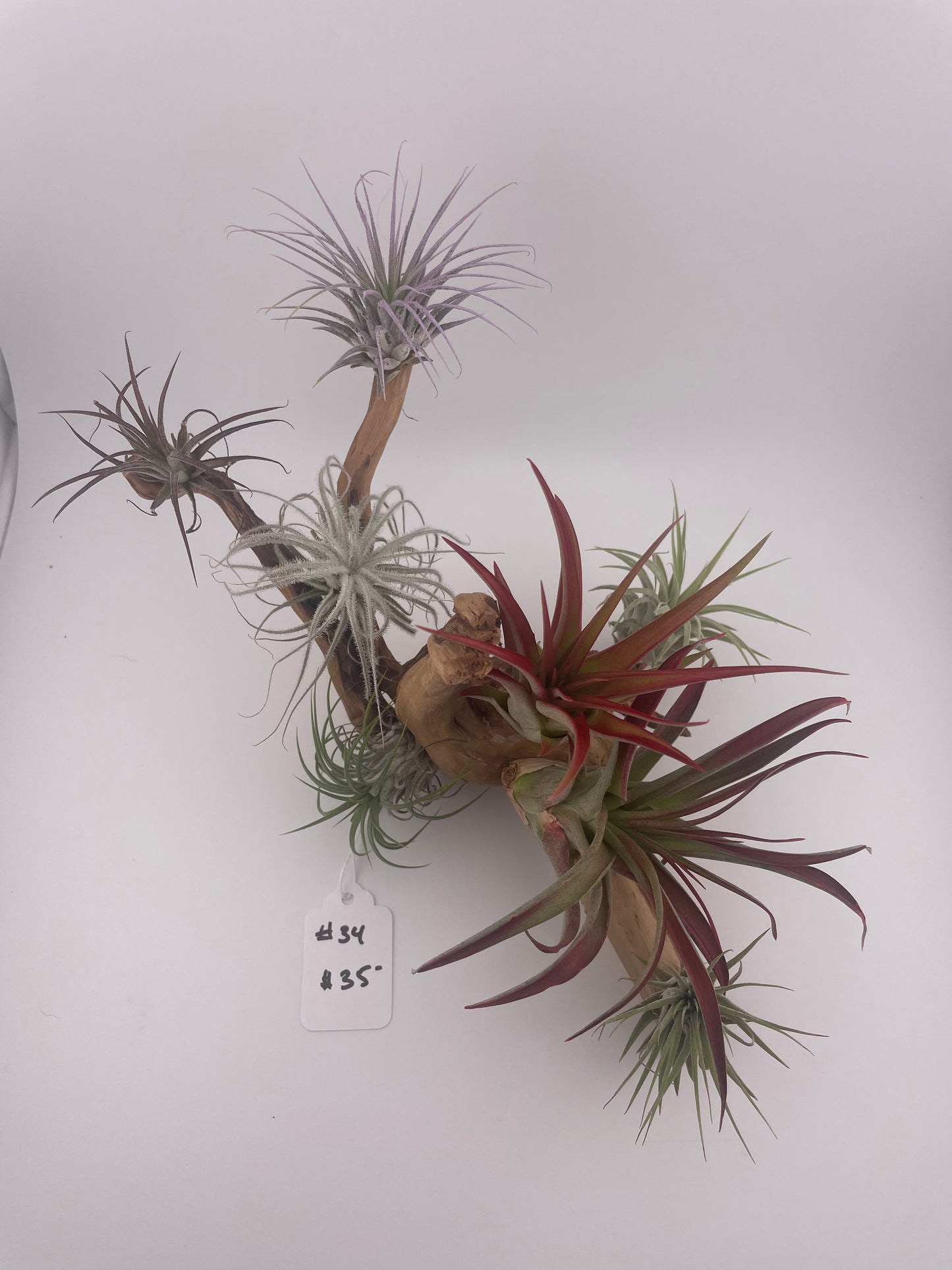 Tillandsia Air Plant Display #34