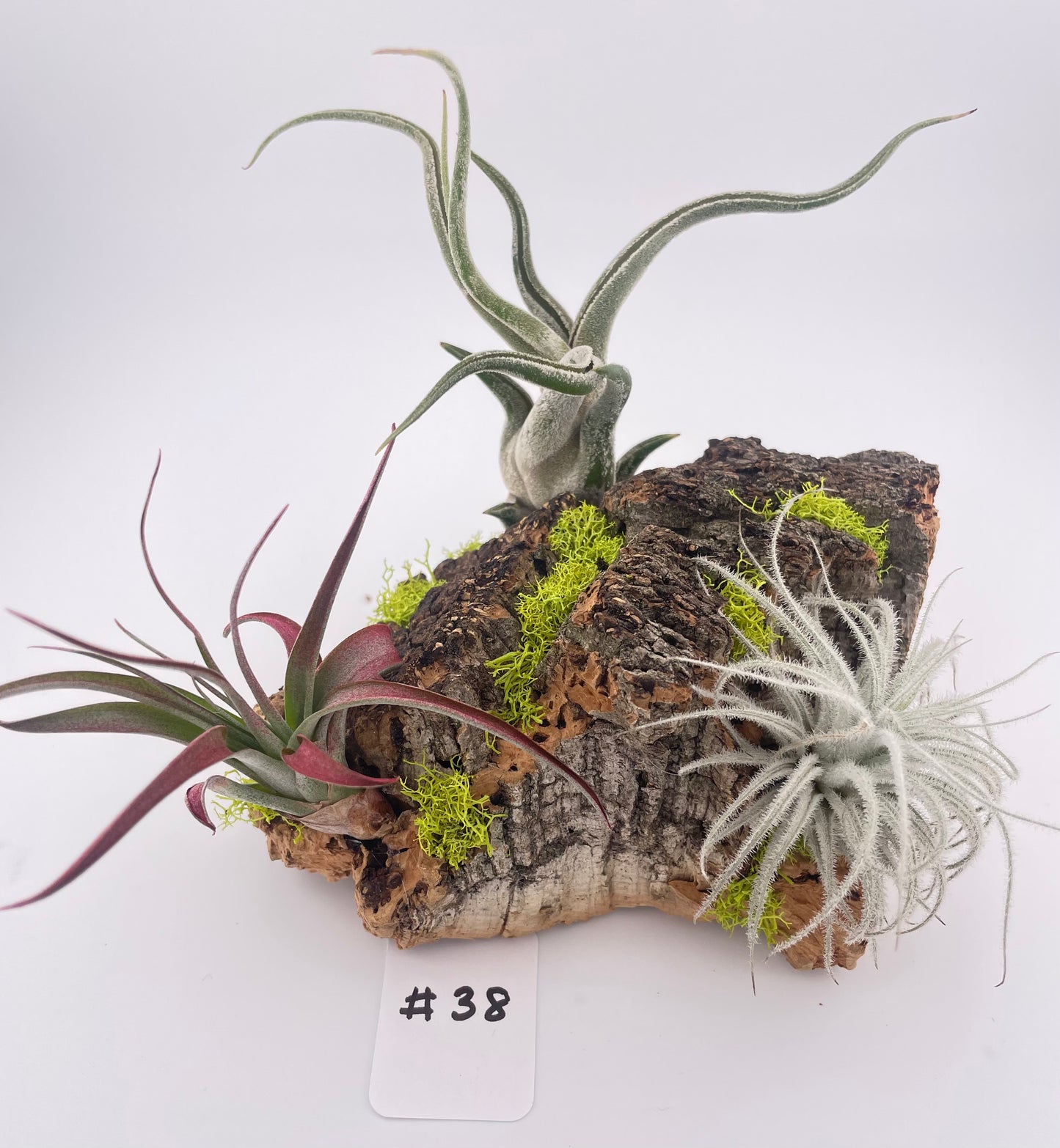 Tillandsia Air Plant Display #38