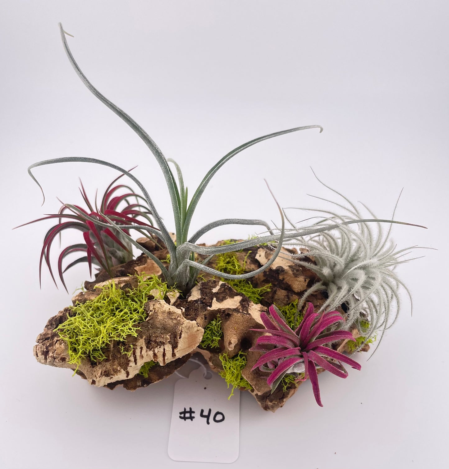 Tillandsia Air Plant Display #40