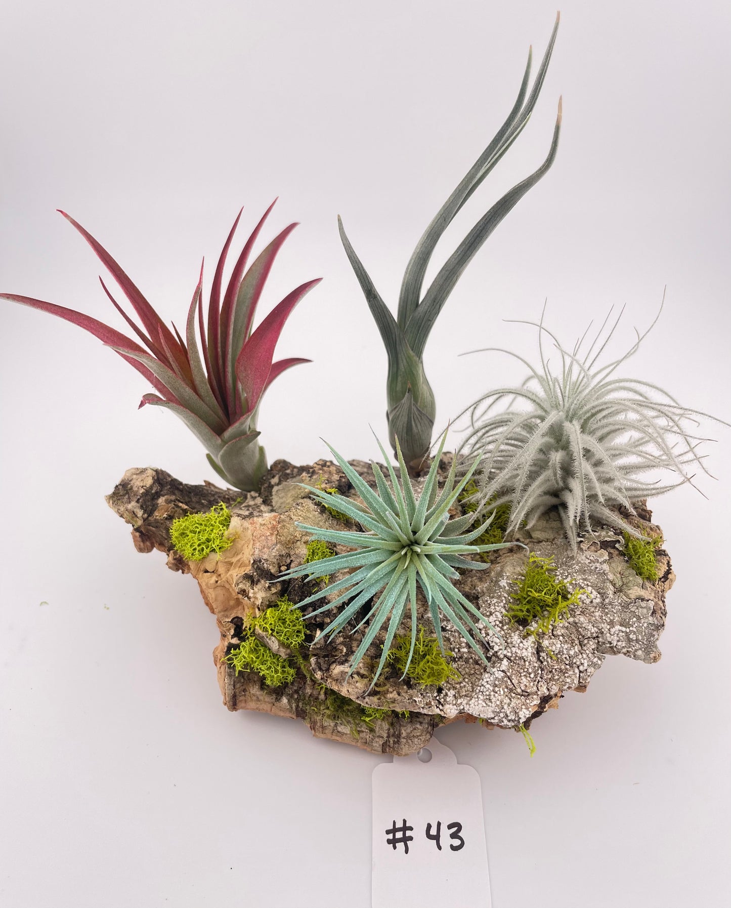 Tillandsia Air Plant Display #43