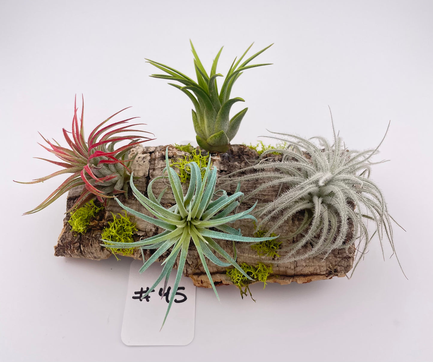 Tillandsia Air Plant Display #45