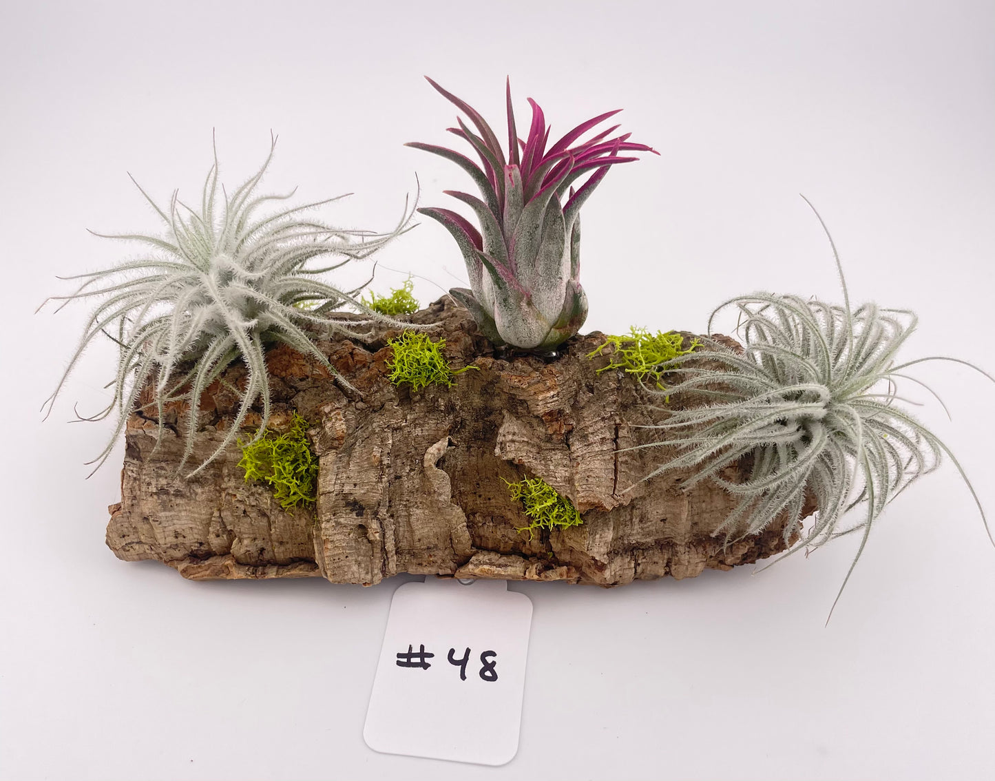 Tillandsia Air Plant Display #48