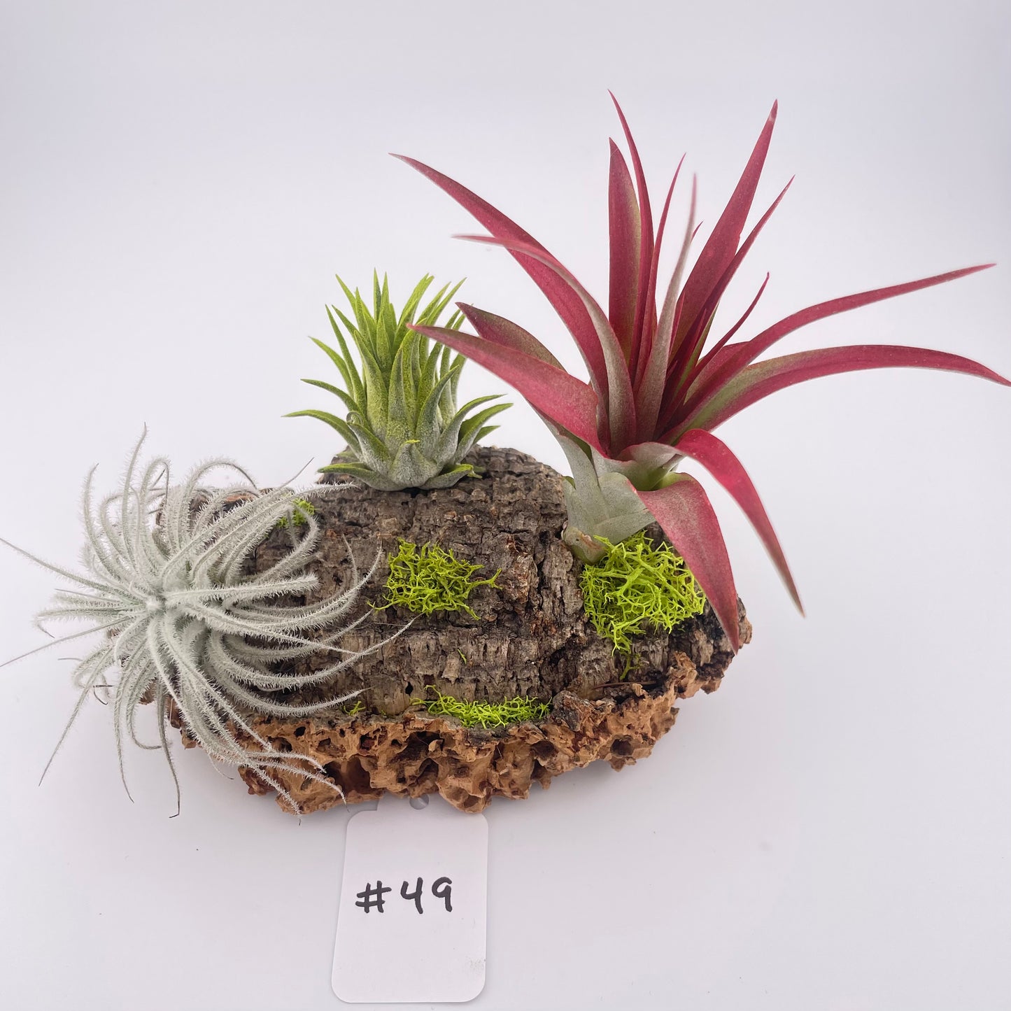 Tillandsia Air Plant Display #49