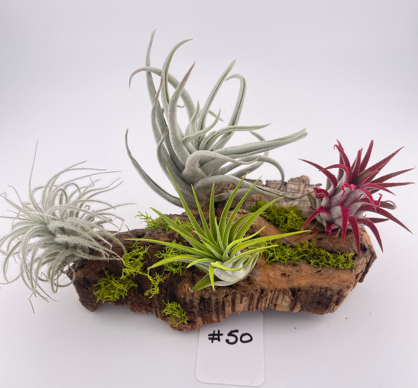 Tillandsia Air Plant Display #50