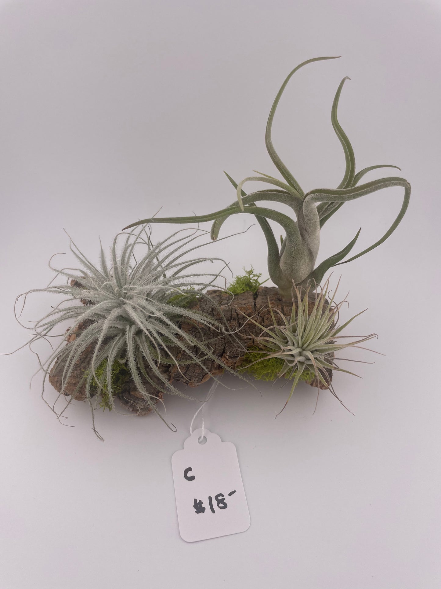 Tillandsia Air Plant Display #C