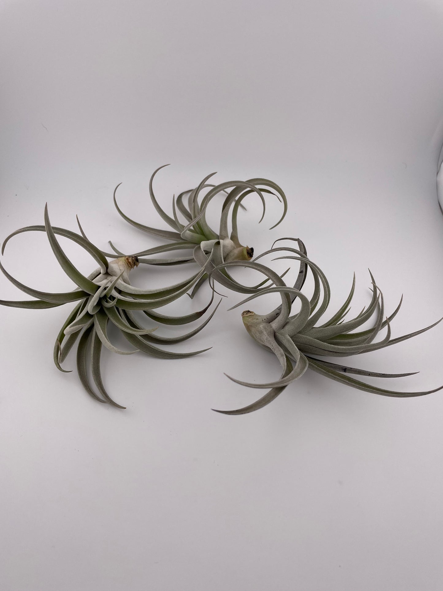 Tillandsia Harrisii Display w/Blue metal adjustable hanging holder