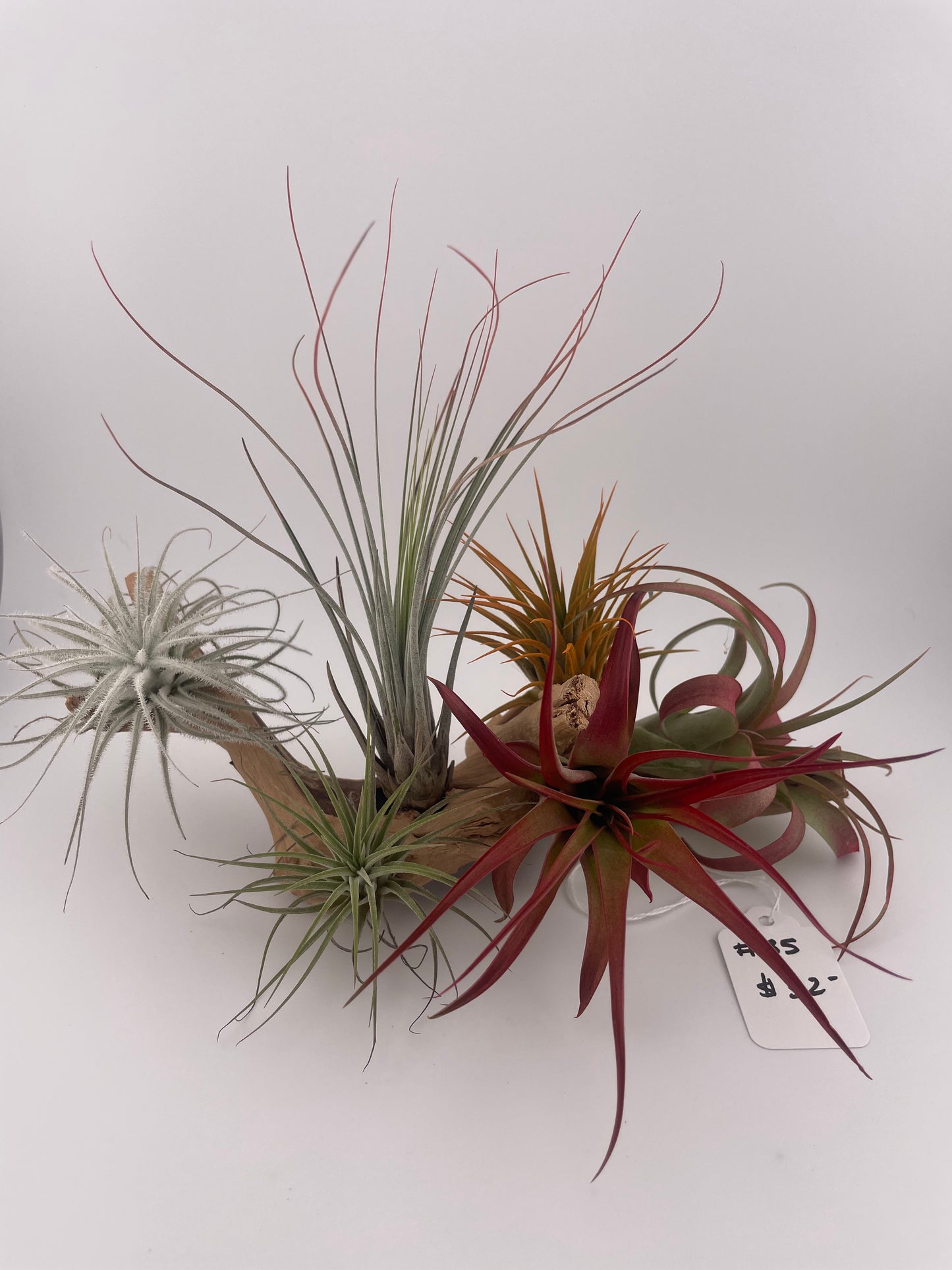 Tillandsia Air Plant display #35