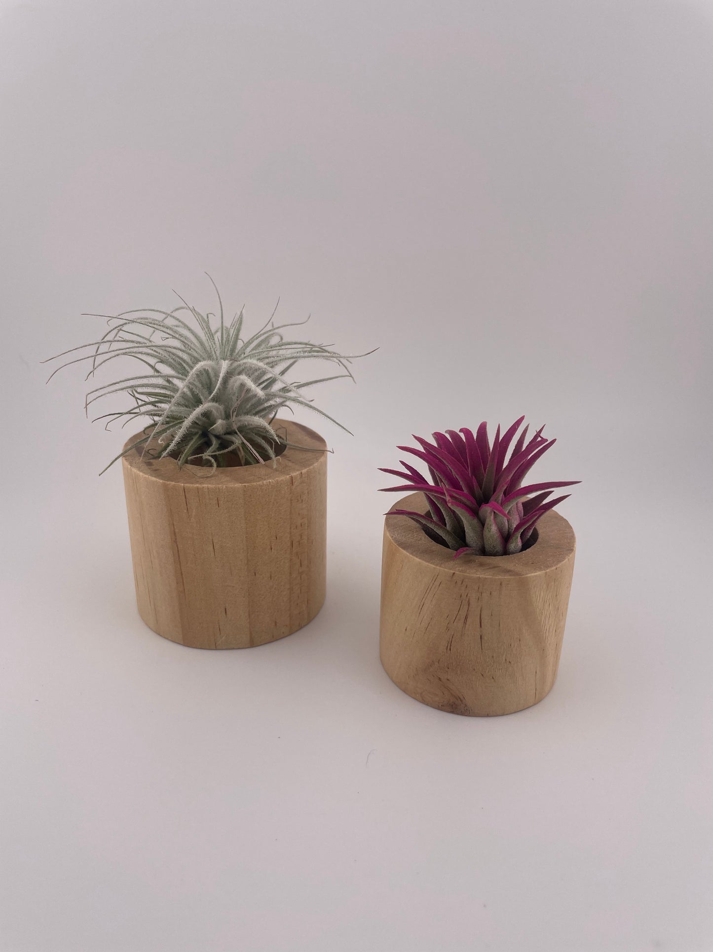 2 Tillandsia Air plants w/ wooden holders #W1