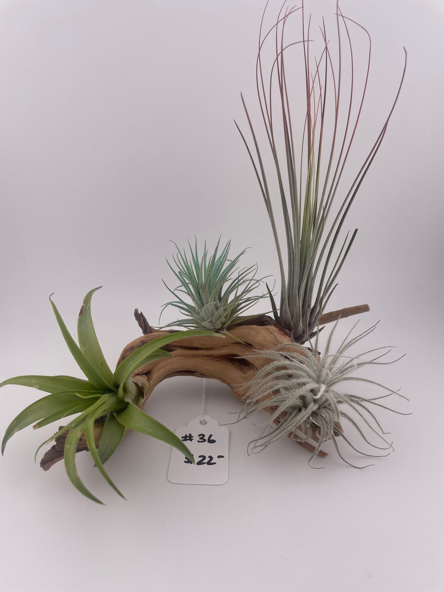 Tillandsia Air Plant Display #36