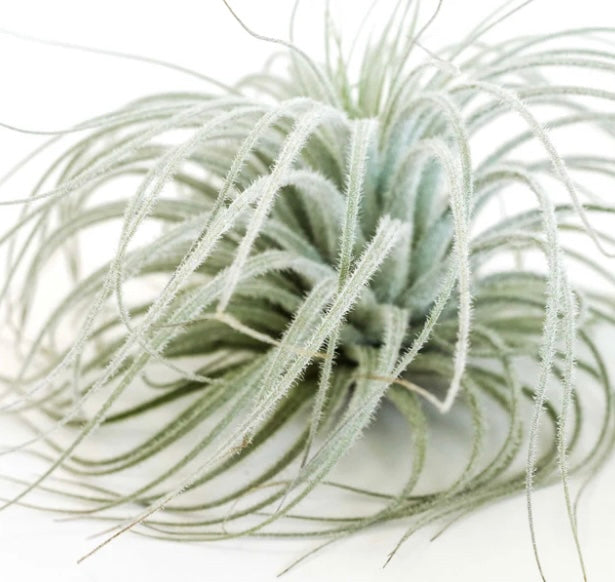 XL Tillandsia Tectorum Ecuador Air Plants