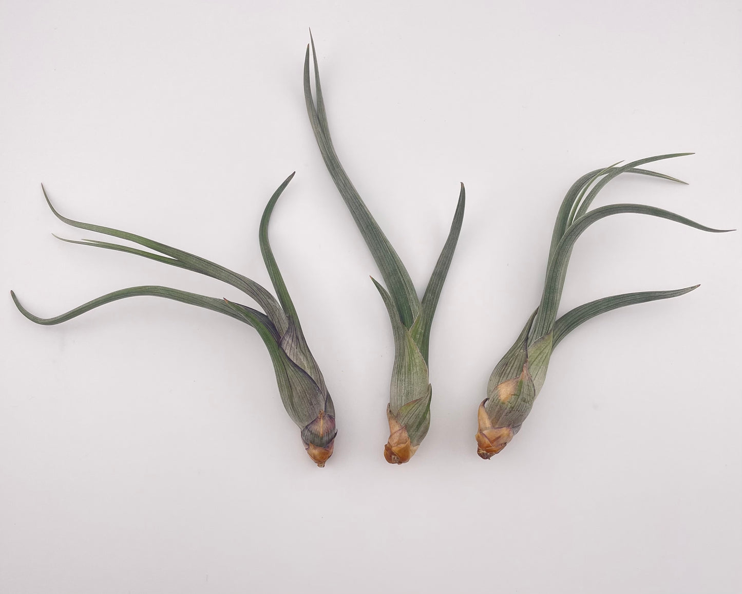 3 pack Tillandsia Baileyi Air Plants