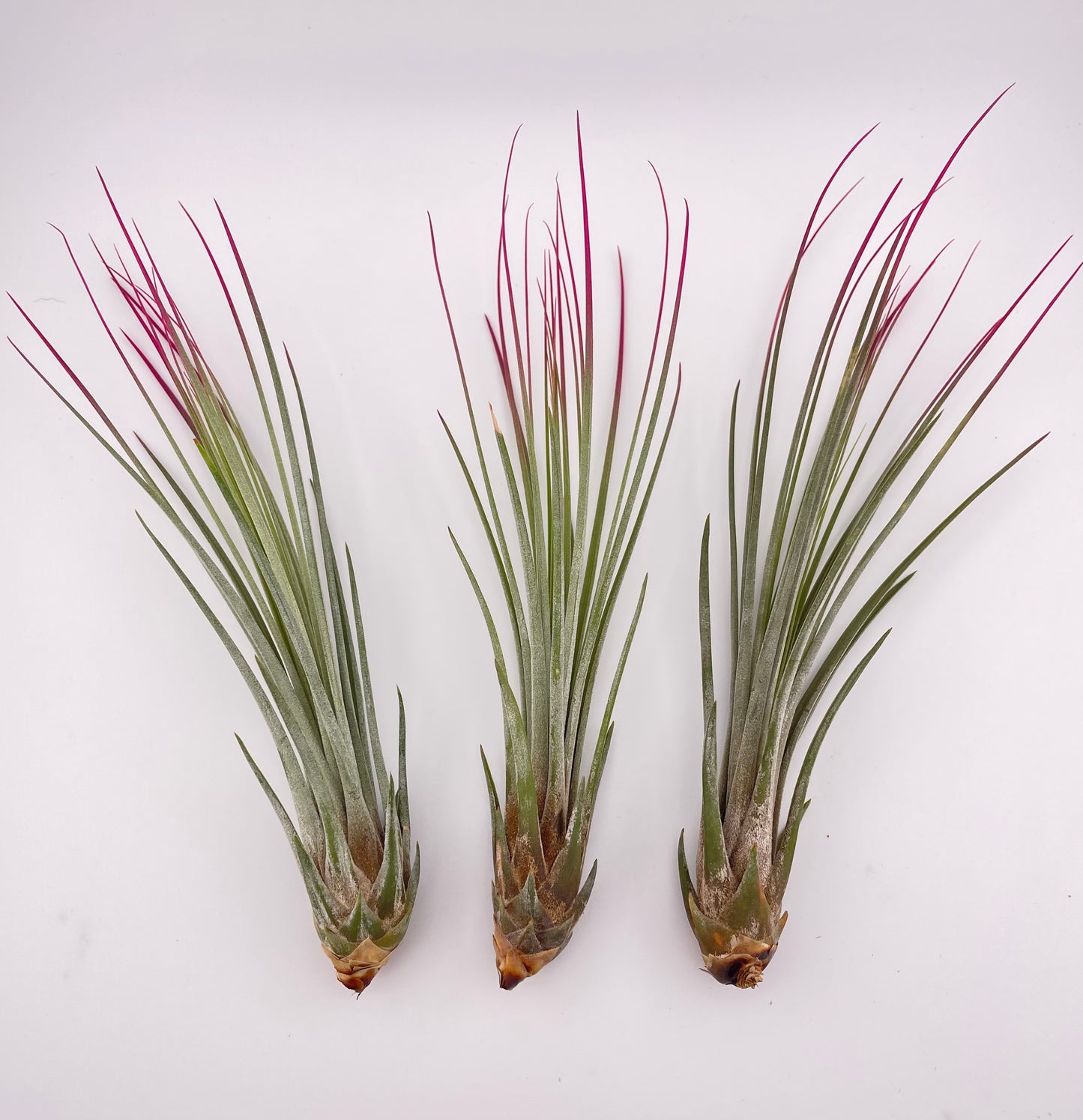 One Tillandsia Raspberry Enhanced Juncea w/ Cholla wood stand
