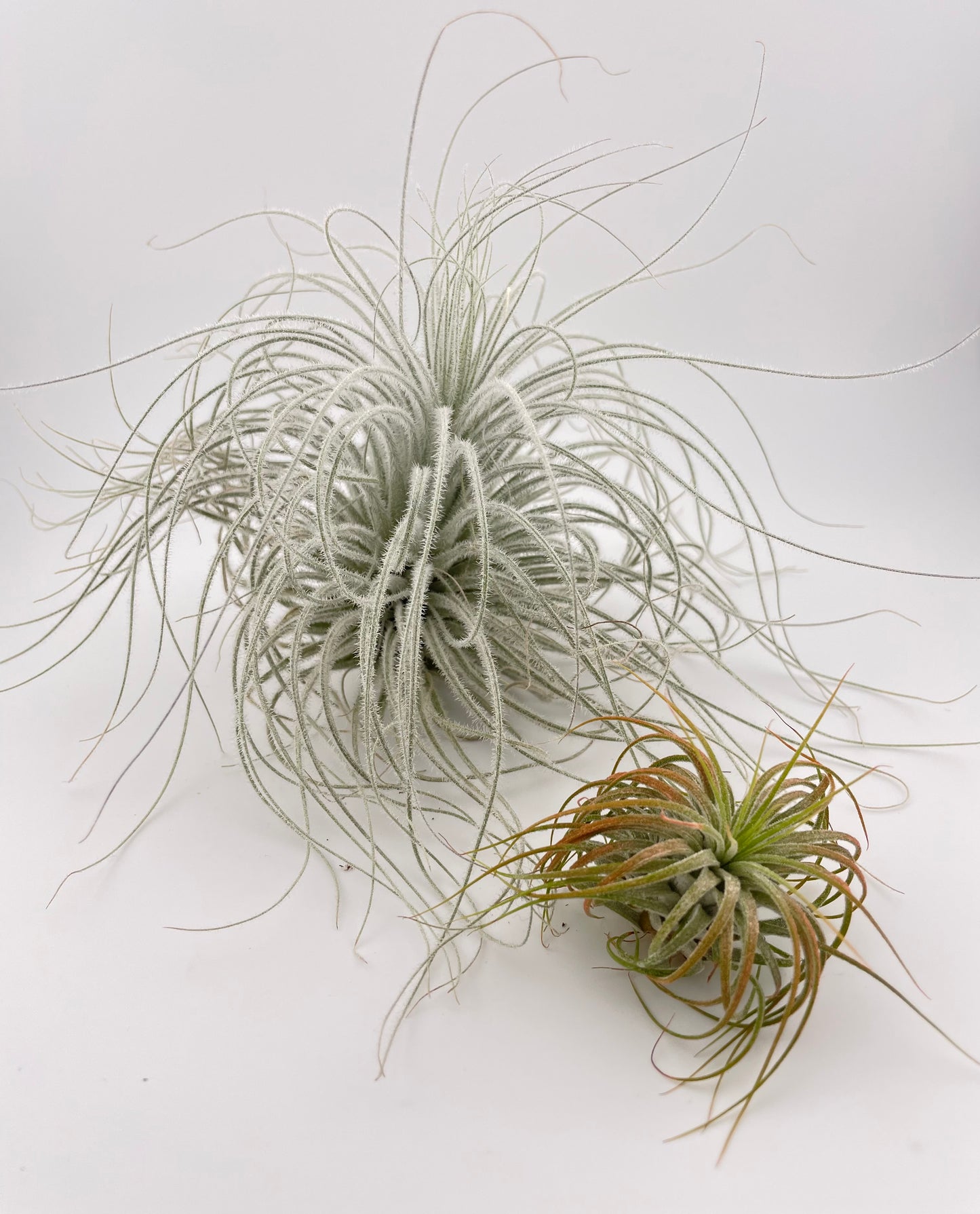 Large Tillandsia & Ionantha display in chrome metal holder