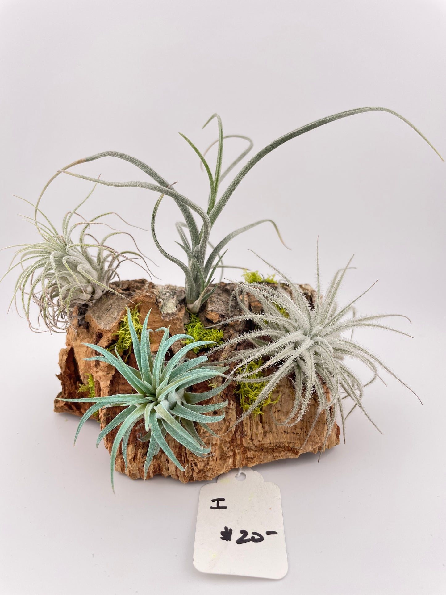 Tillandsia Air Plant Display #I