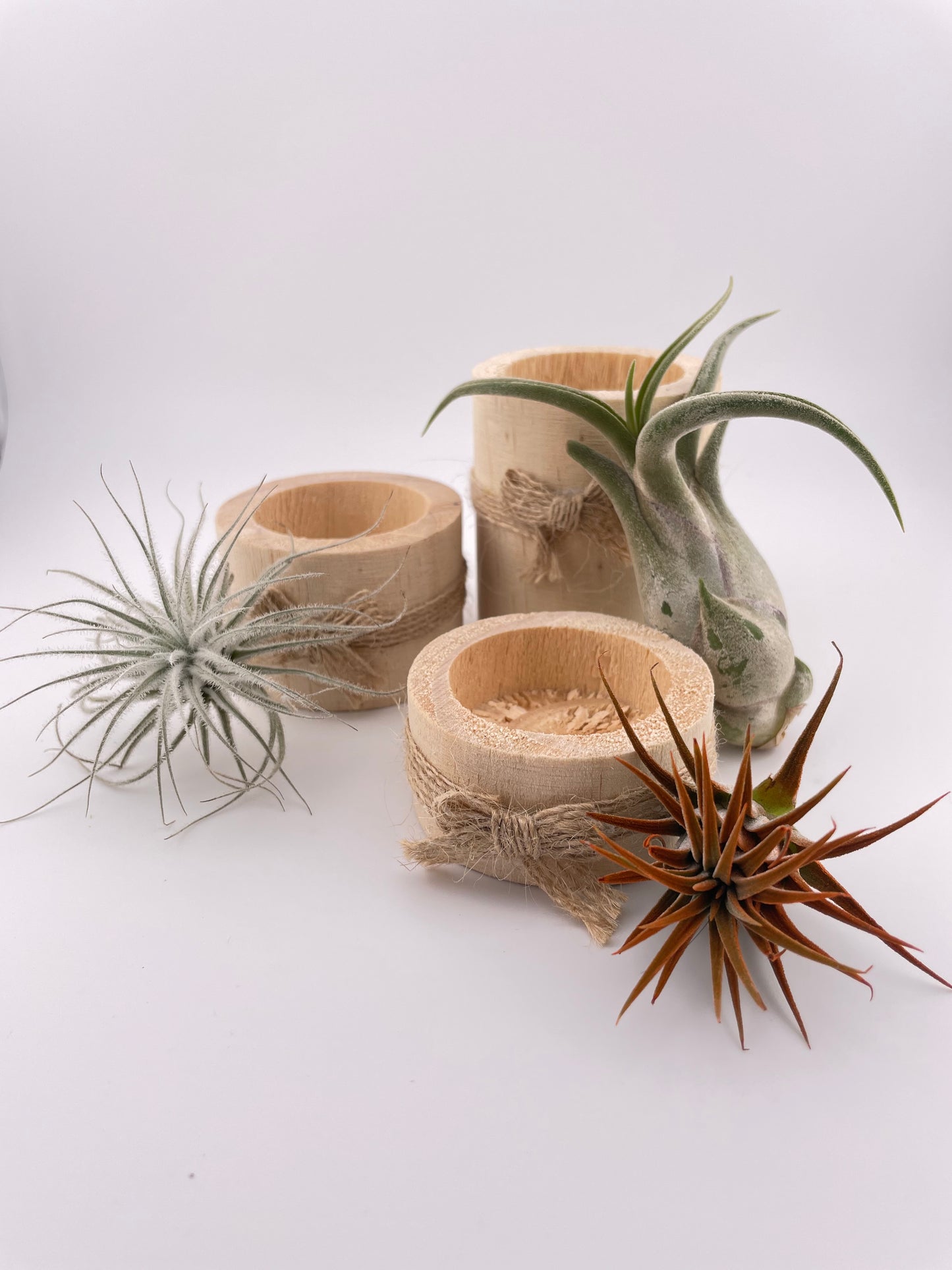 3 Tillandsia Air plants w/ wooden holders #W4