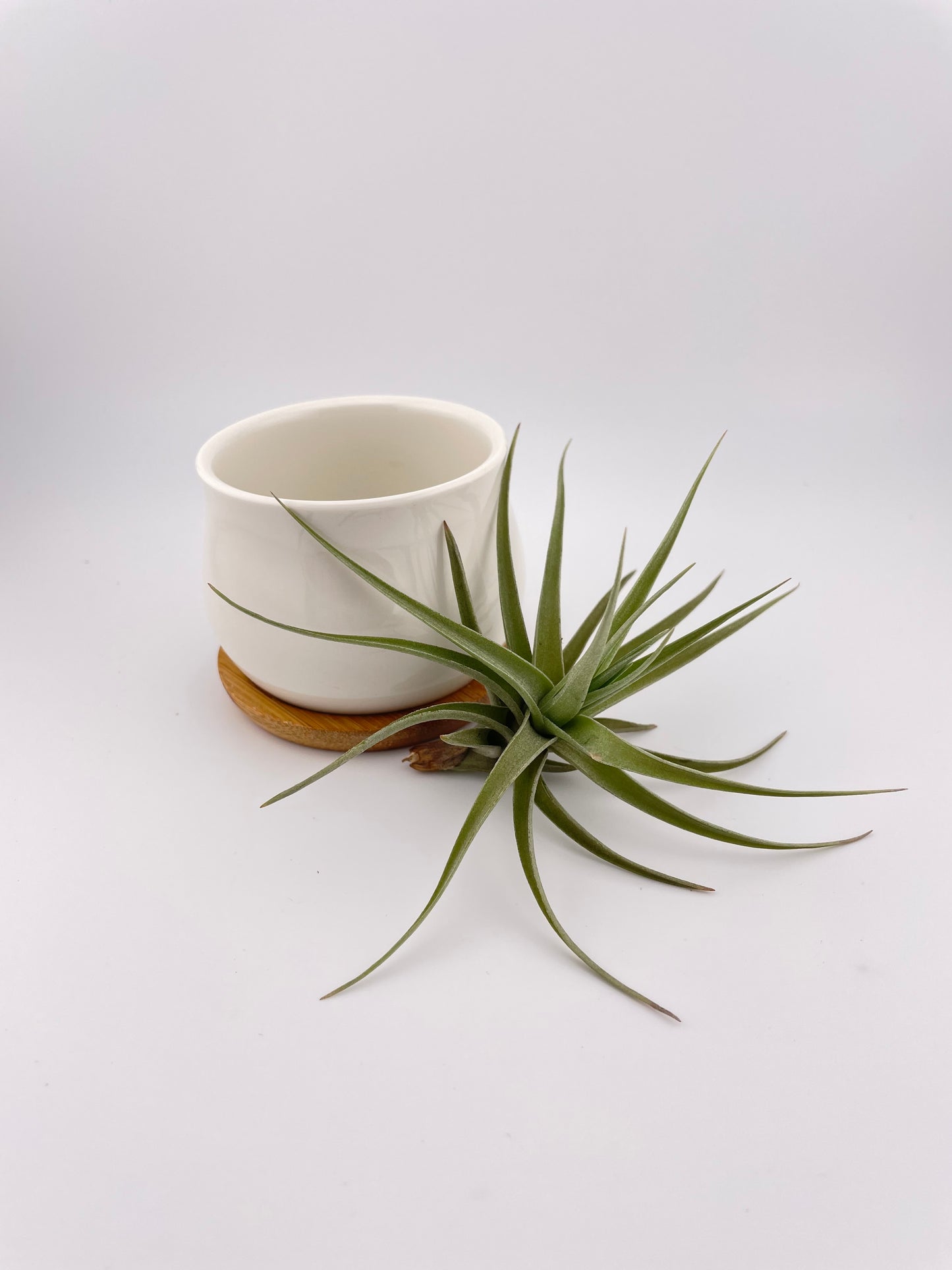One Tillandsia Aeranthos w/pot