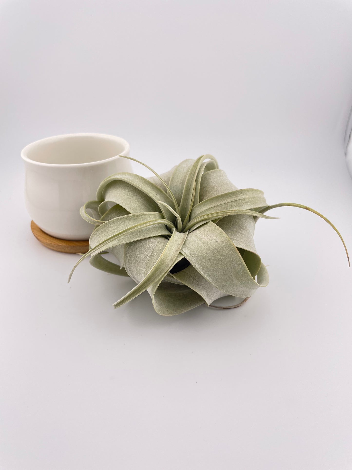 One Tillandsia Xerographica w/pot