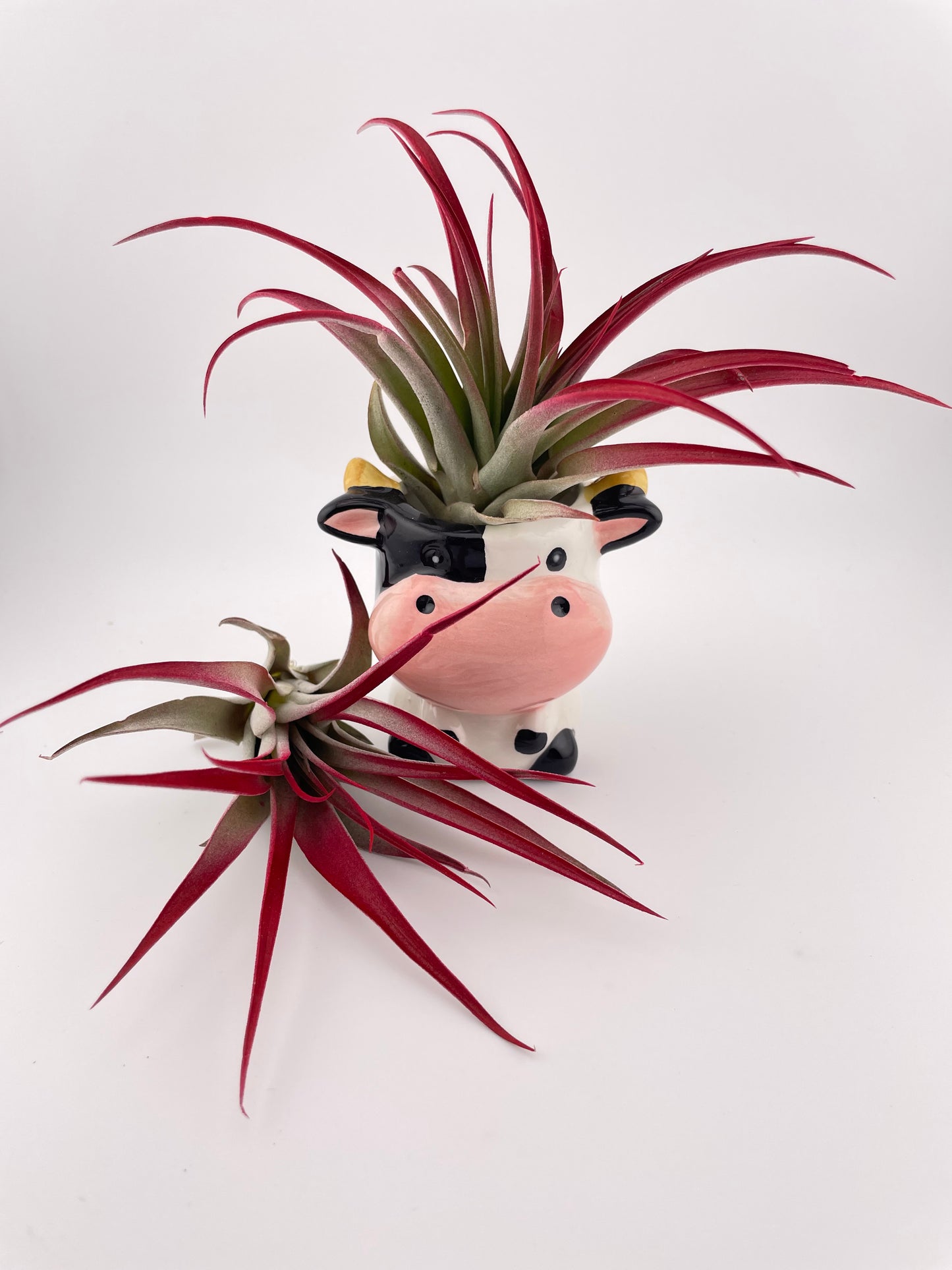Cow pot w/ Tillandsia Red Abdita