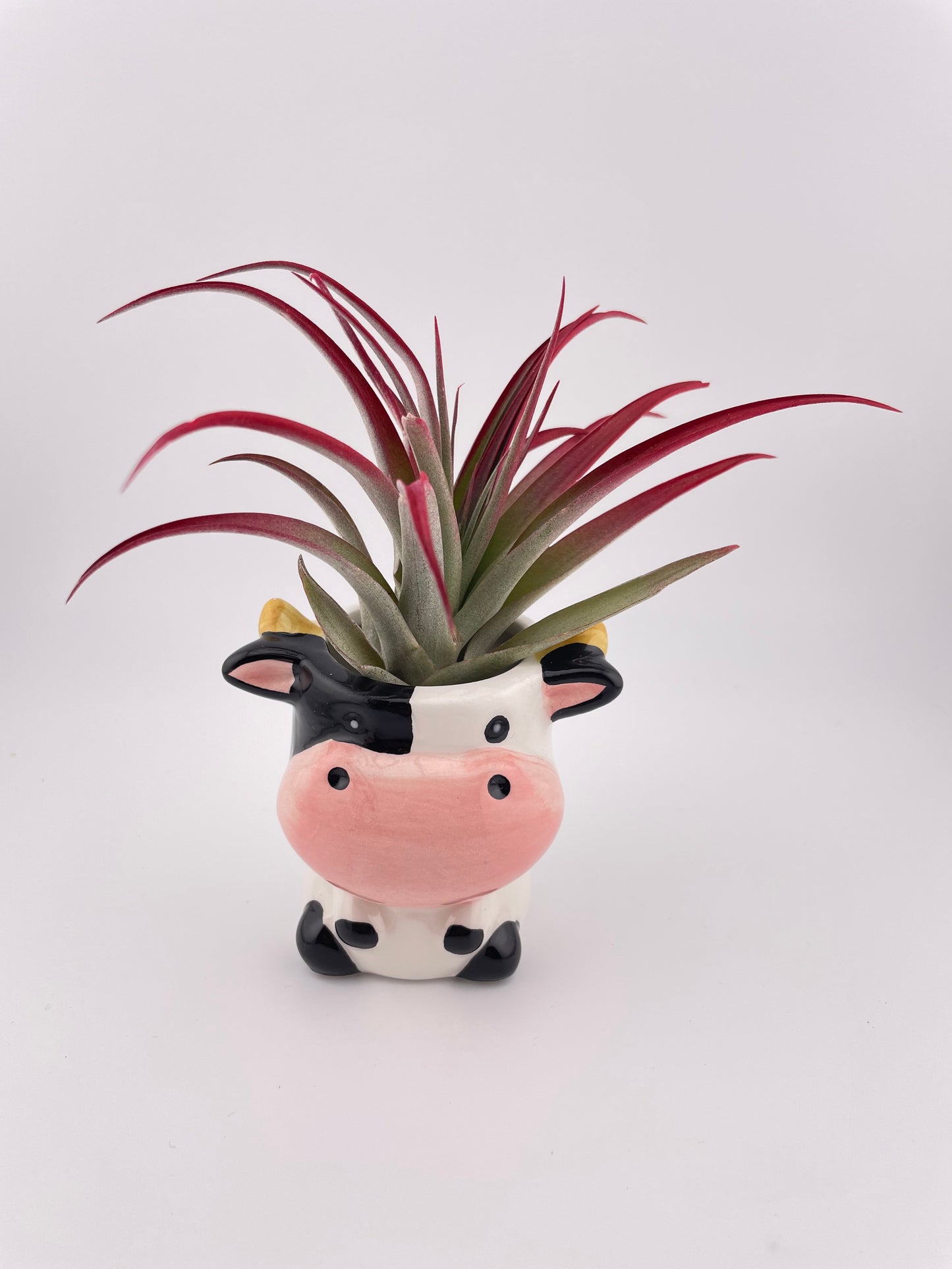 Cow pot w/ Tillandsia Red Abdita