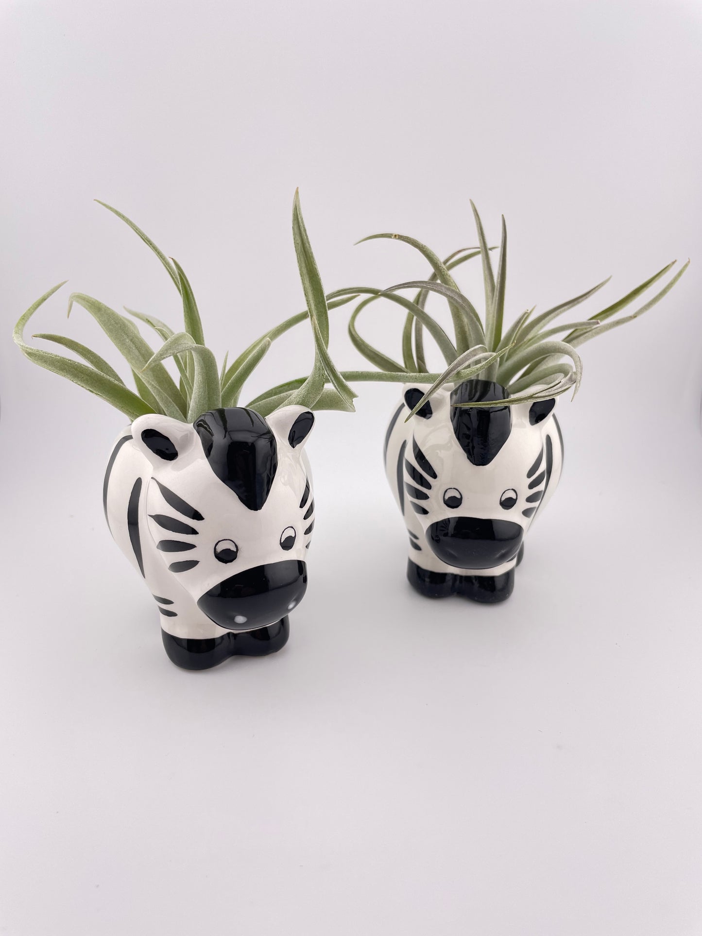 Zebra pot w/ Tillandsia Harrisii