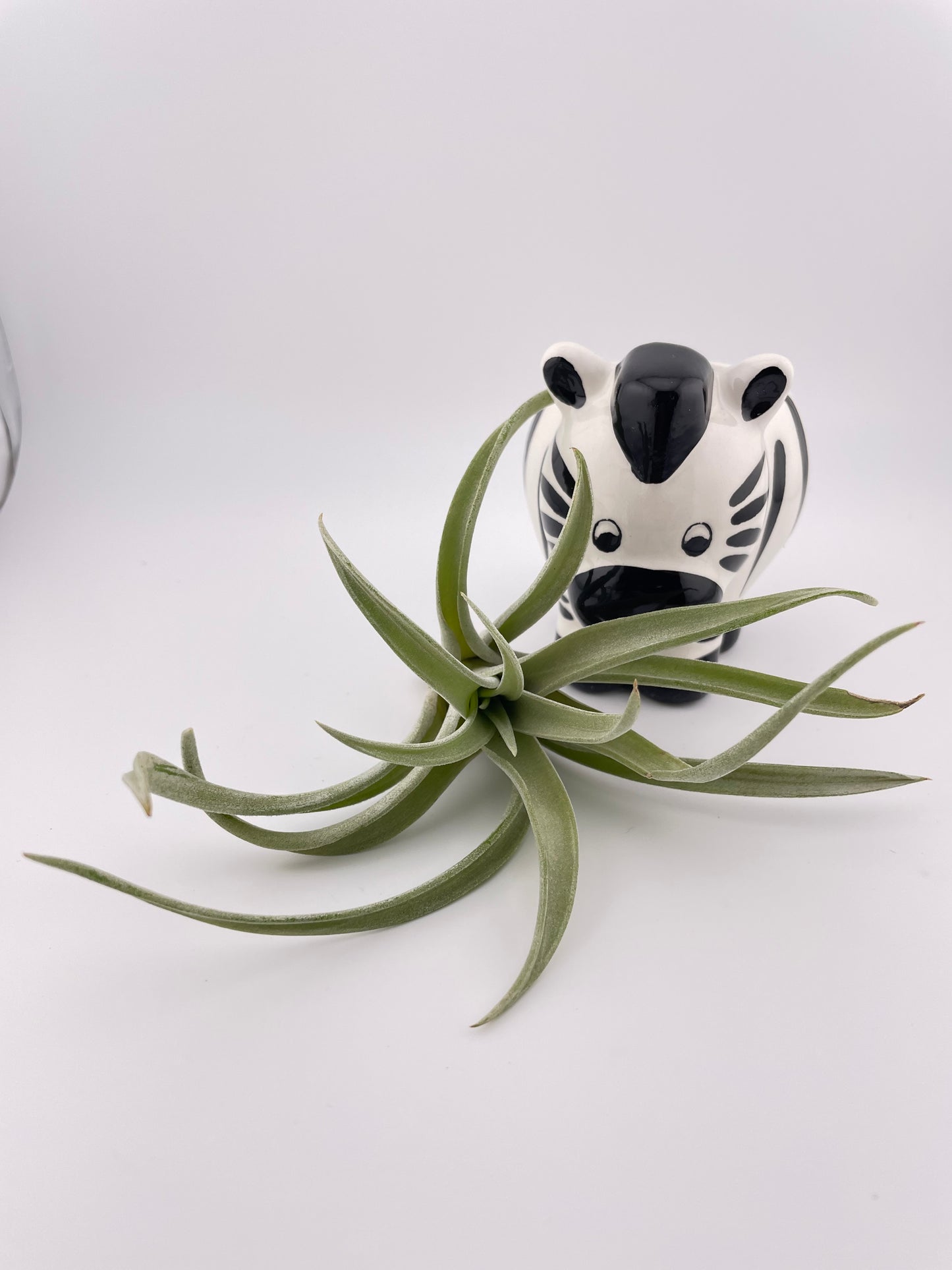Zebra pot w/ Tillandsia Harrisii