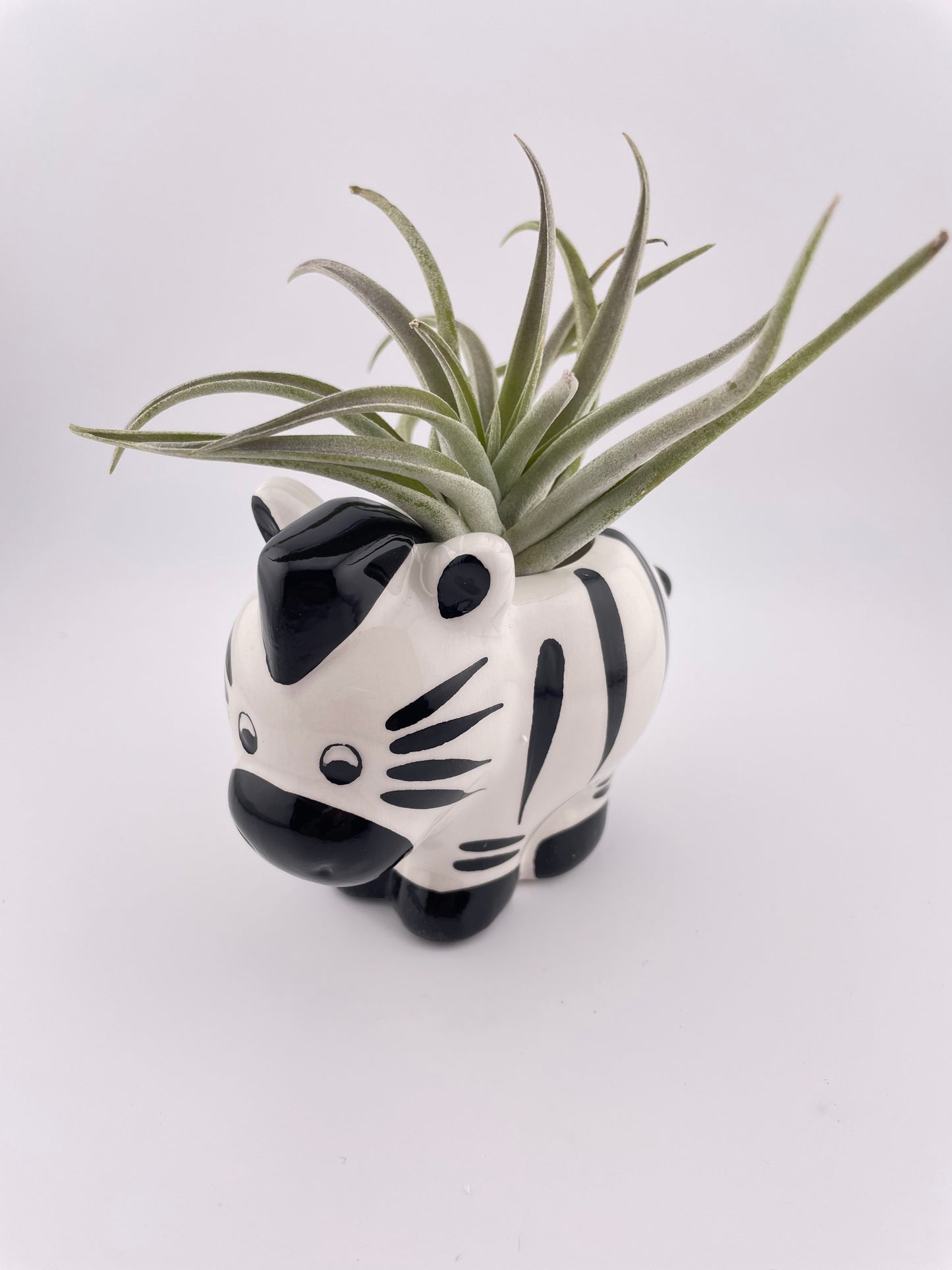 Zebra pot w/ Tillandsia Harrisii