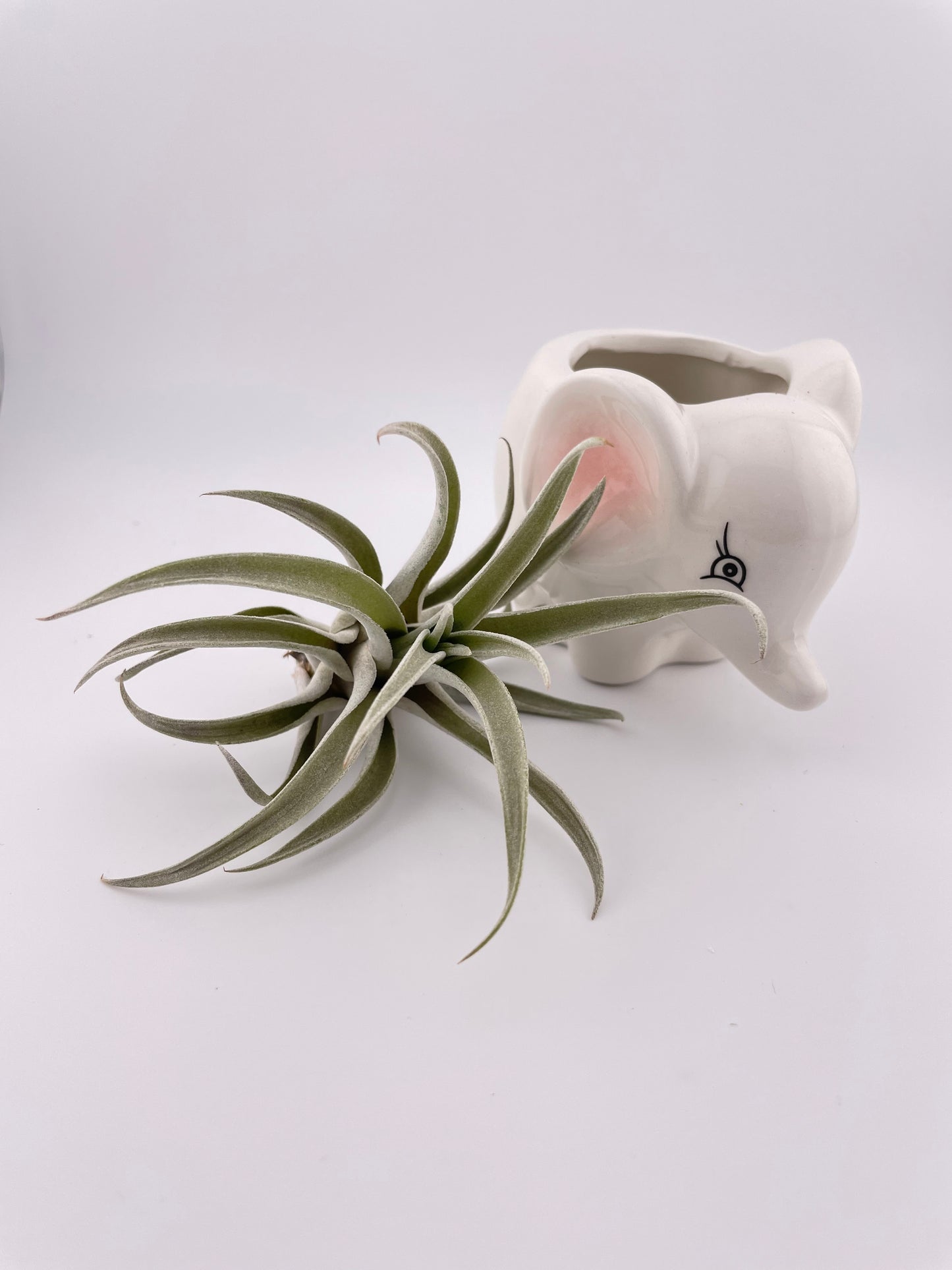 Elephant pot w/ Tillandsia Harrisii