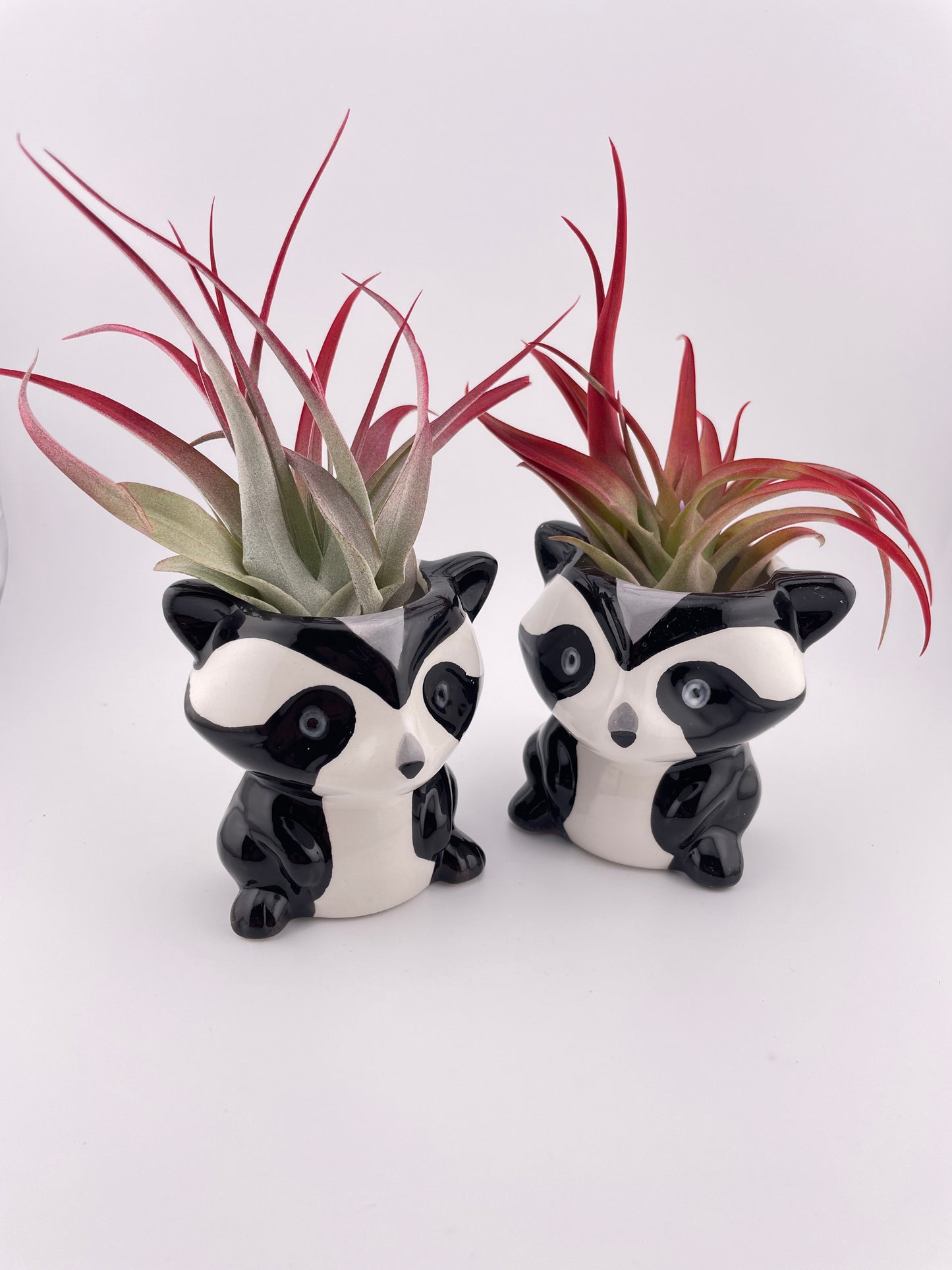 Racoon pot w/ Tillandsia Red Abdita