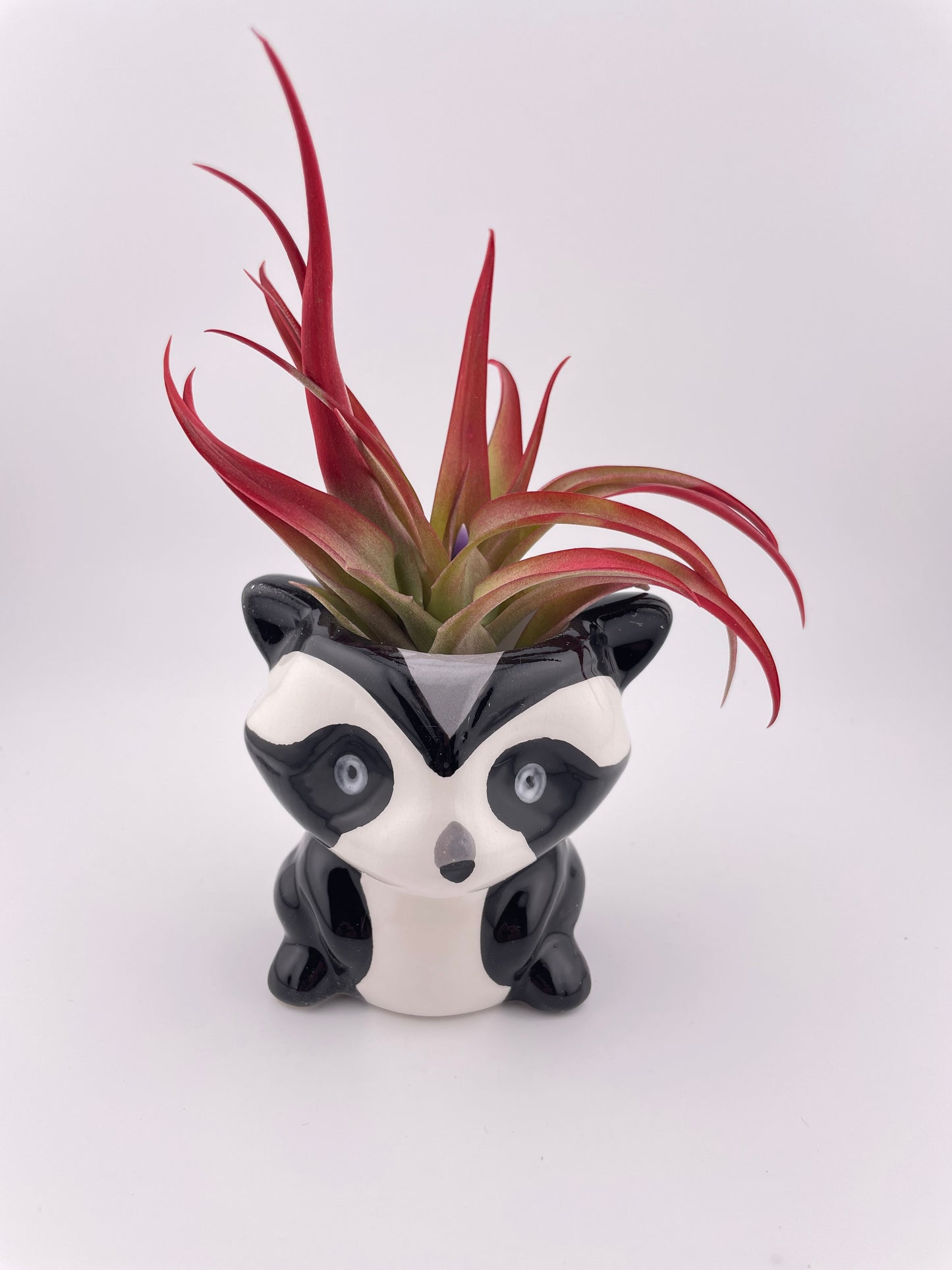 Racoon pot w/ Tillandsia Red Abdita