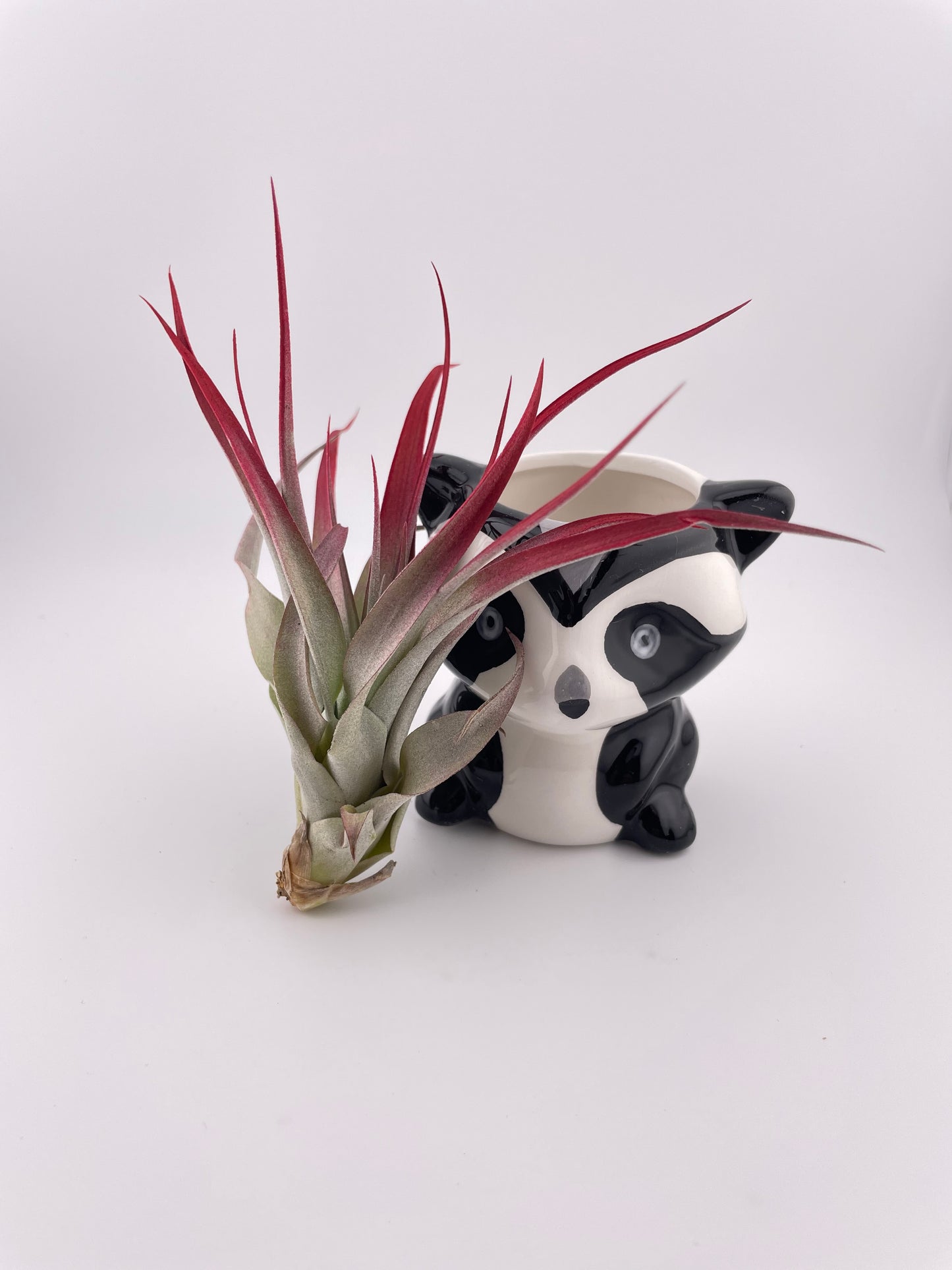 Racoon pot w/ Tillandsia Red Abdita