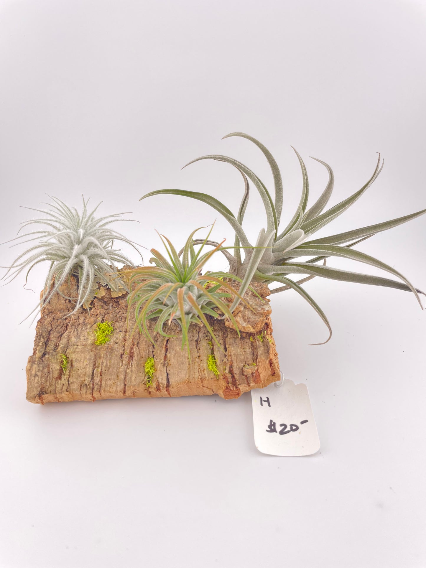 Tillandsia Air Plant Display #H