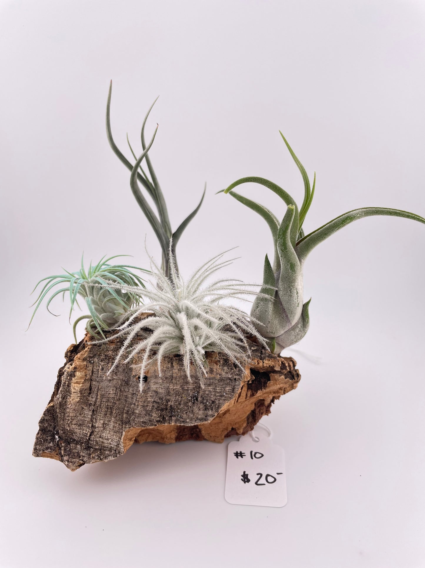 Tillandsia Air Plant Display #10