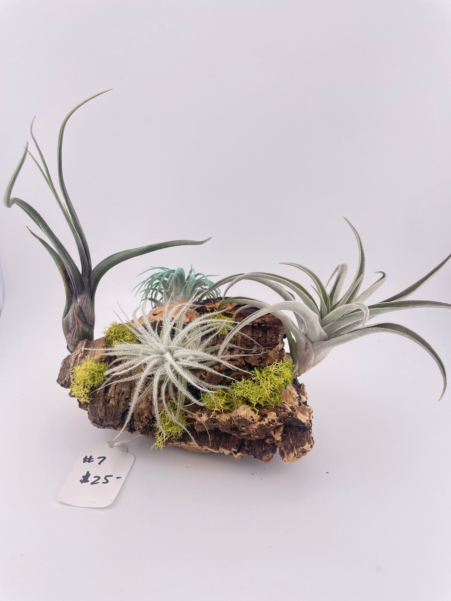 Tillandsia Air Plant Display #7