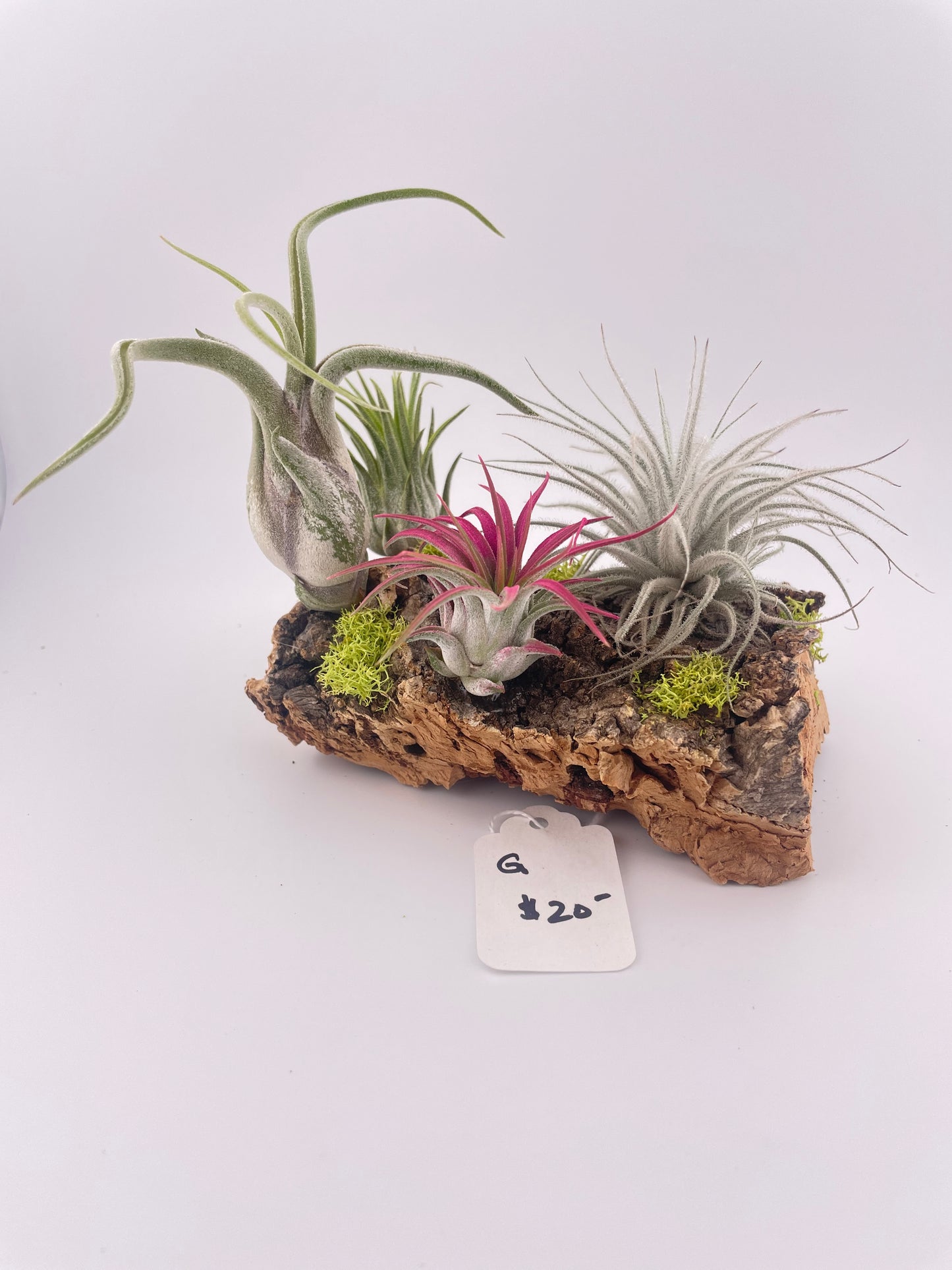 Tillandsia Air Plant Display #G
