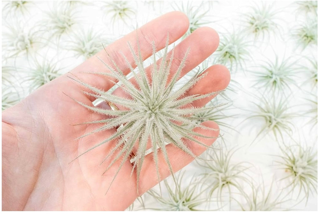 5 pack Tillandsia Tectorum Ecuador