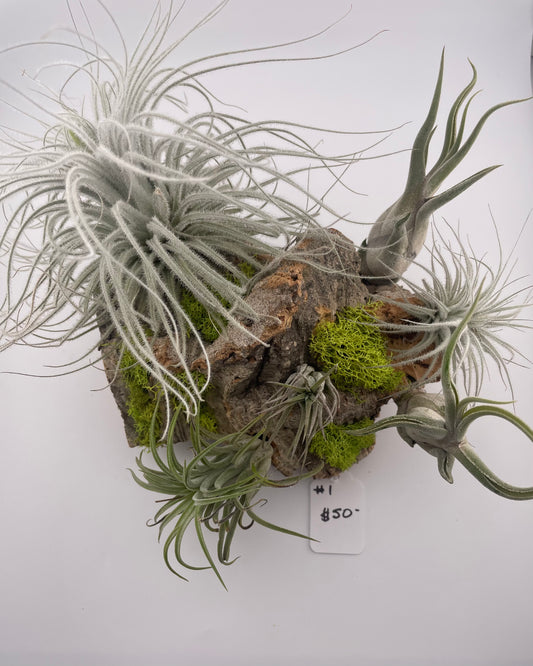 Tillandsia Air Plant Display #1